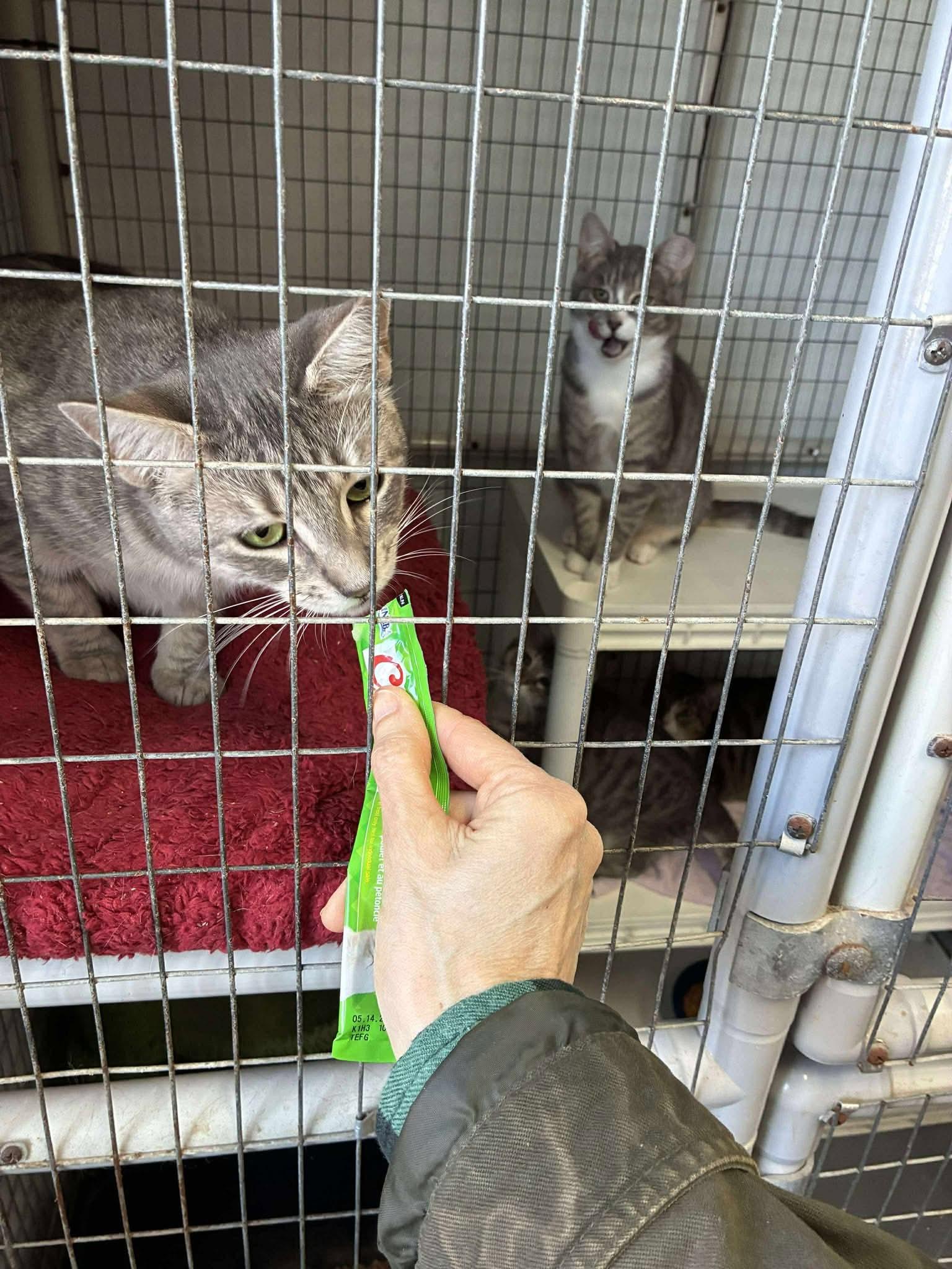 Parole & Oath, a ADOPTABLE Domestic Short Hair in Lake Hopatcong, NJ image 3/6