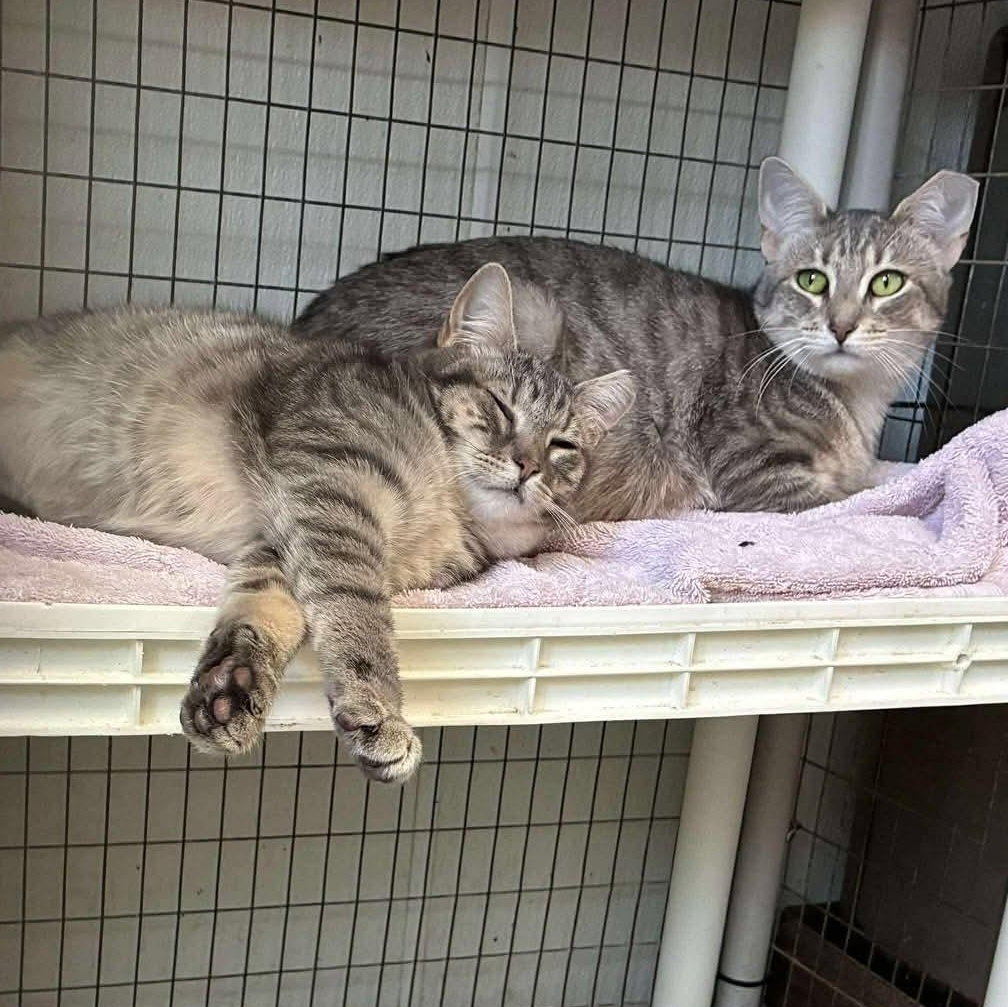 Parole & Oath, ADOPTABLE, Young Female Domestic Short Hair.