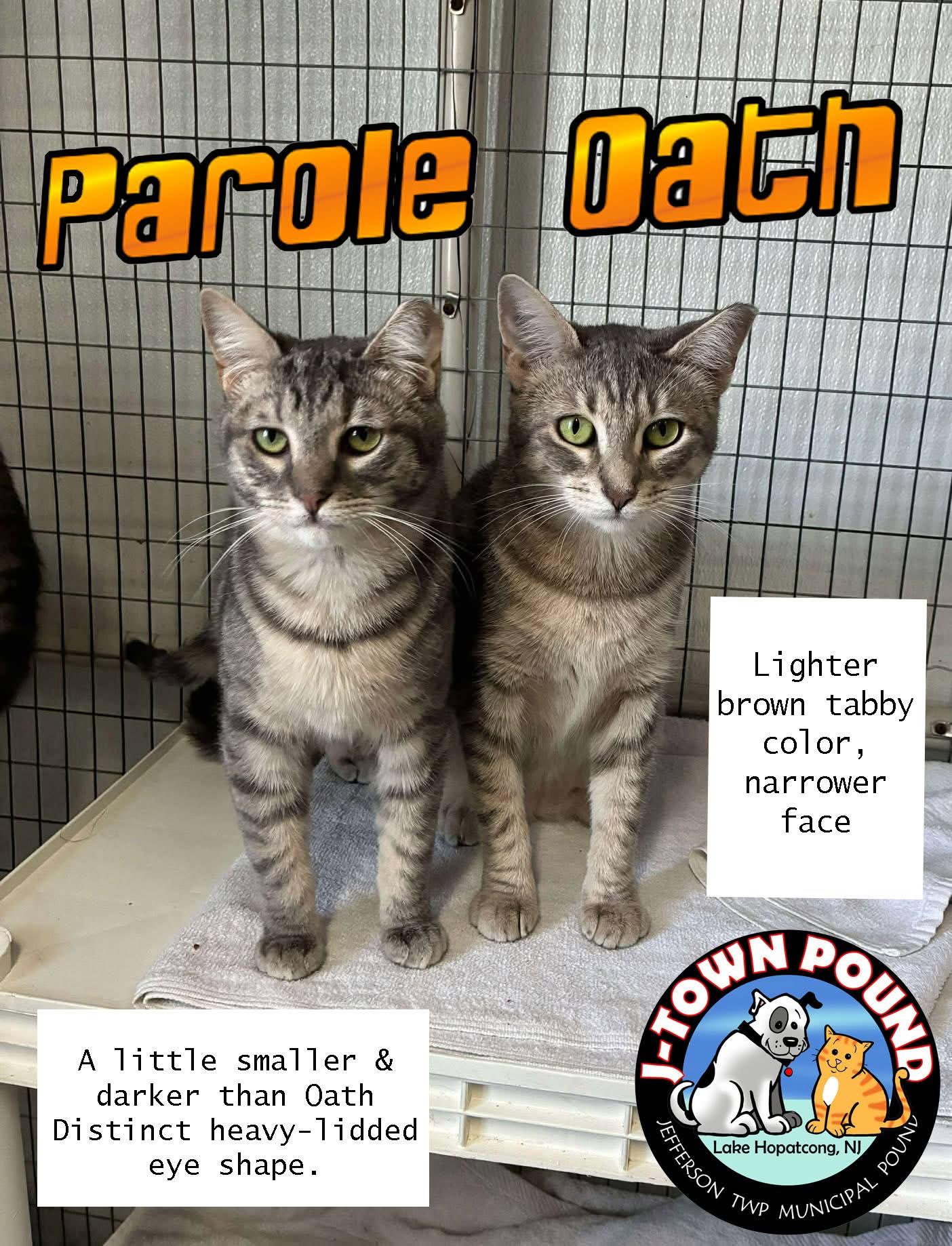Parole & Oath, a ADOPTABLE Domestic Short Hair in Lake Hopatcong, NJ image 2/6