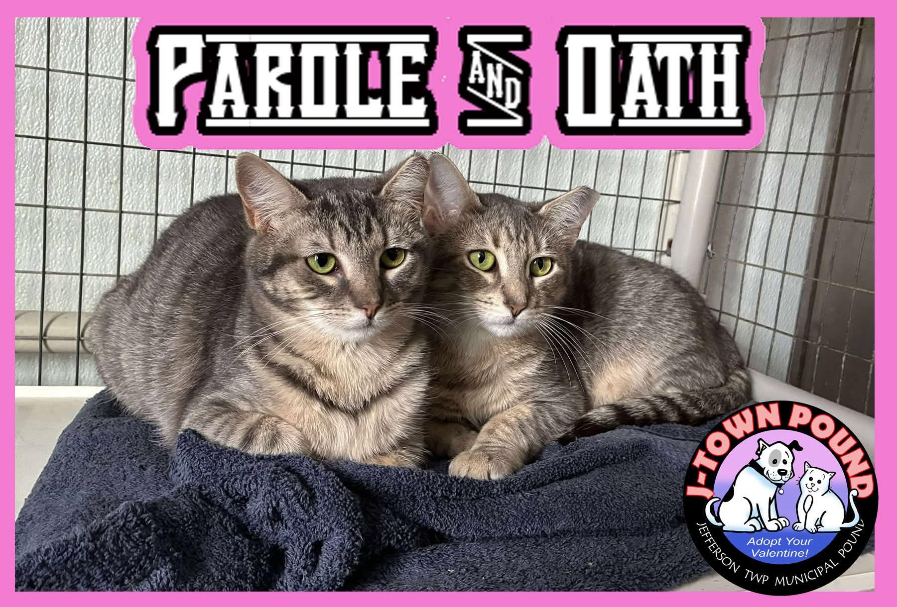 Parole & Oath, a ADOPTABLE Domestic Short Hair in Lake Hopatcong, NJ image 4/6