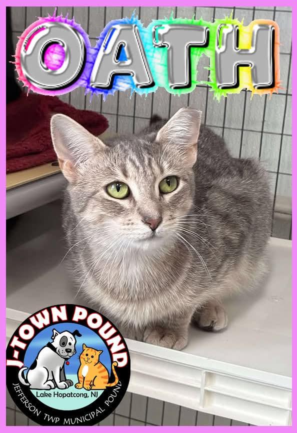 Parole & Oath, a ADOPTABLE Domestic Short Hair in Lake Hopatcong, NJ image 6/6