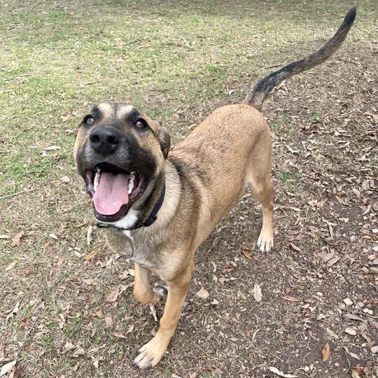 Bolillo, Adoptable, Young Male Shepherd.