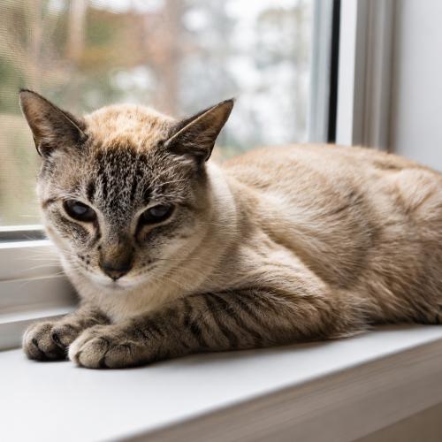 Enlarge Artemis VanPort, a Adoptable mixed breed in Biloxi, MS image 1/1