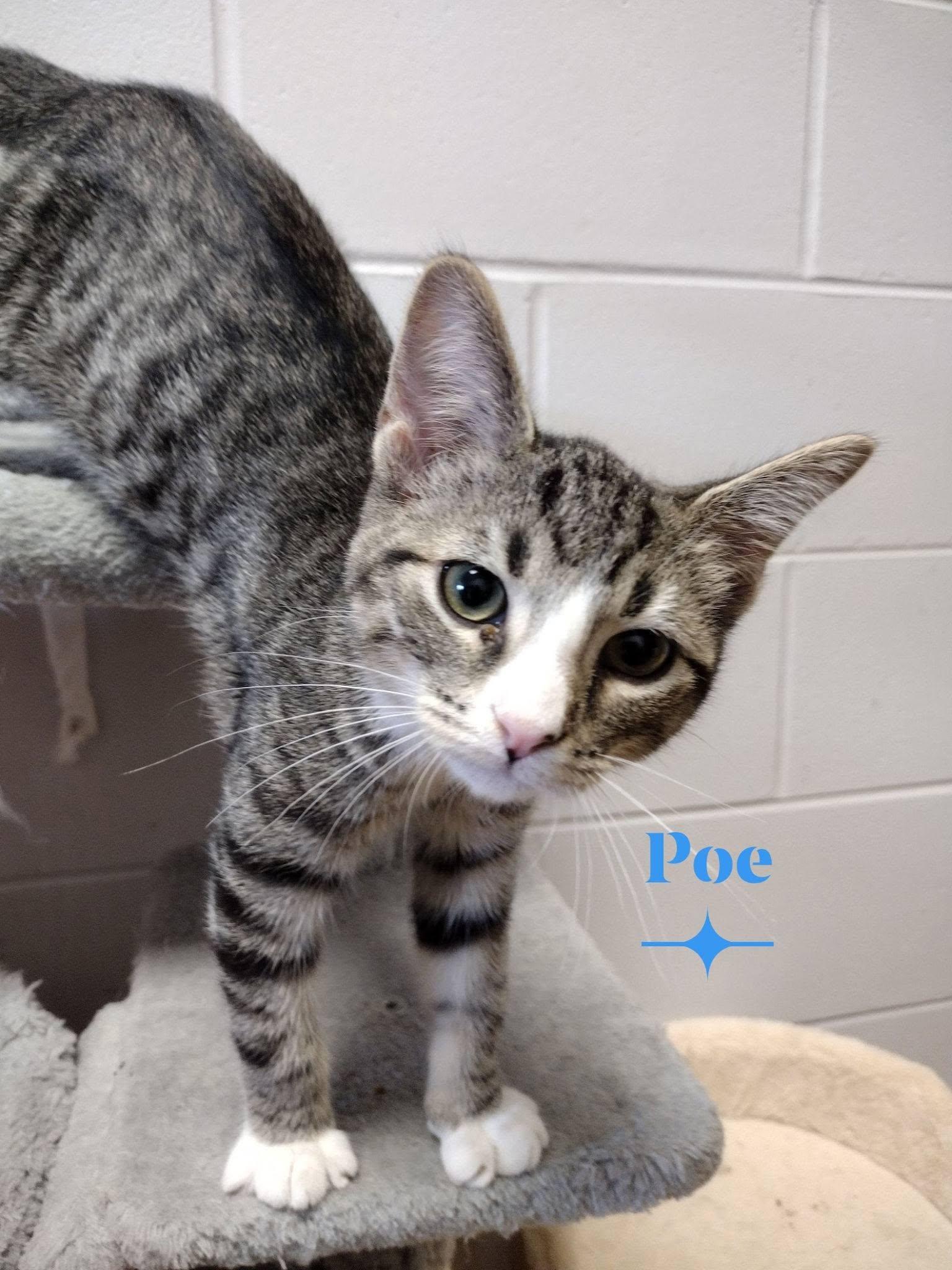Enlarge Poe, a ADOPTABLE Domestic Short Hair in Monroe, OH image 1/1