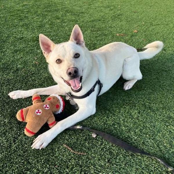 Cocoa, a Adoptable mixed breed in Walnut Creek, CA image 3/5