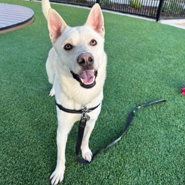 Cocoa, a Adoptable mixed breed in Walnut Creek, CA image 4/5