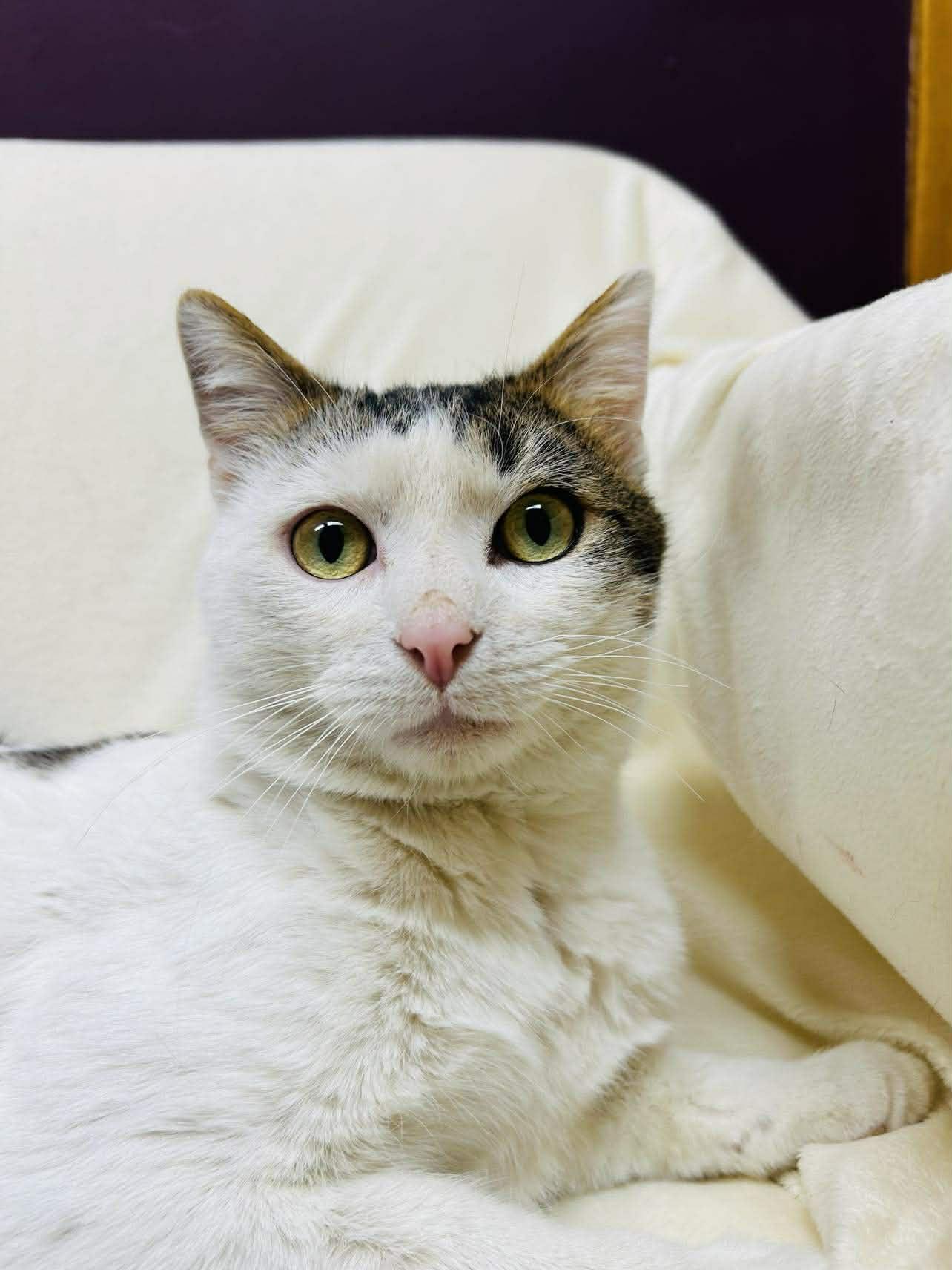 Enlarge Riven, a ADOPTABLE Domestic Short Hair in Alexandria, MN image 1/3