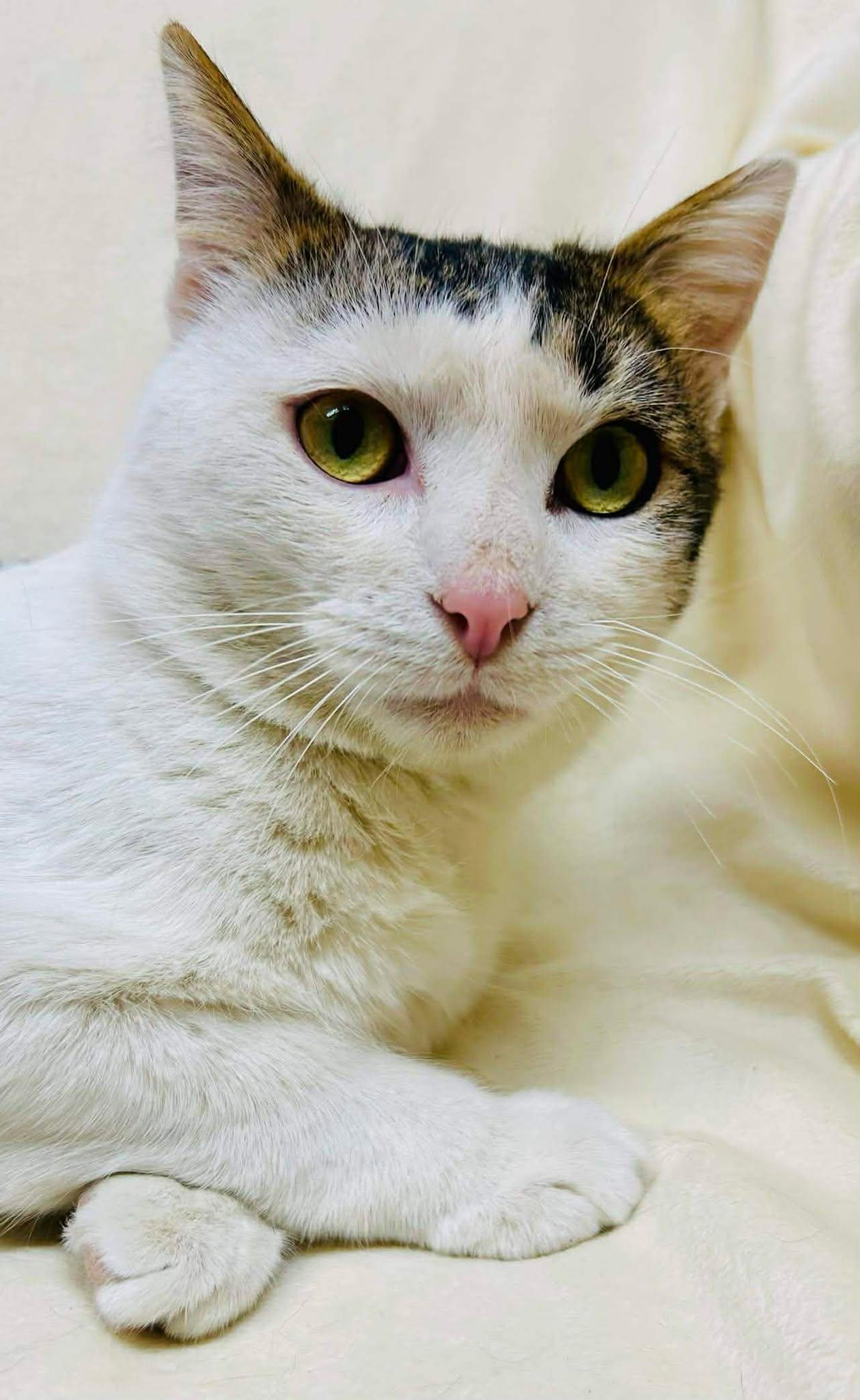 Enlarge Riven, a ADOPTABLE Domestic Short Hair in Alexandria, MN image 2/3