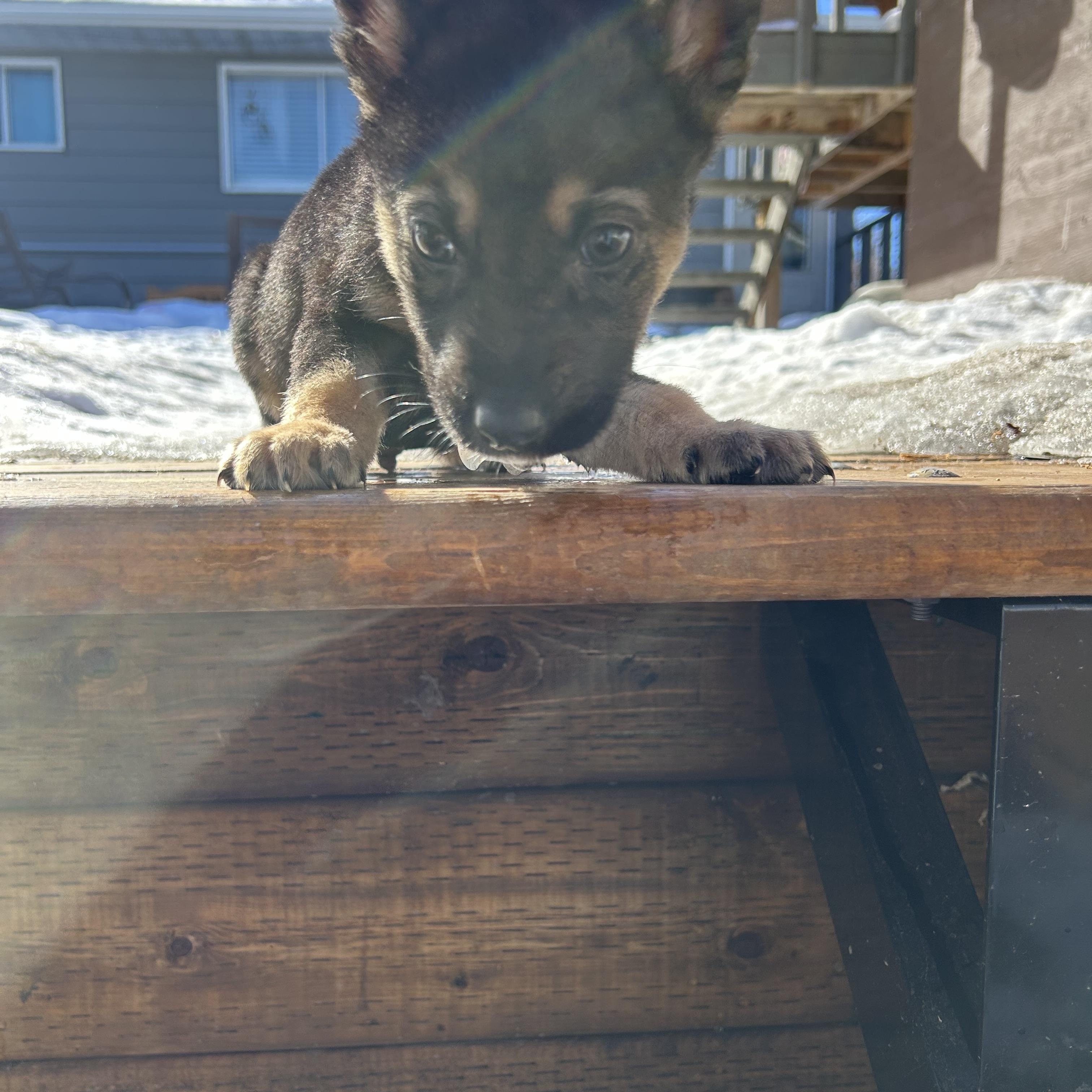 Oaka, ADOPTABLE, Puppy Male Mixed Breed.