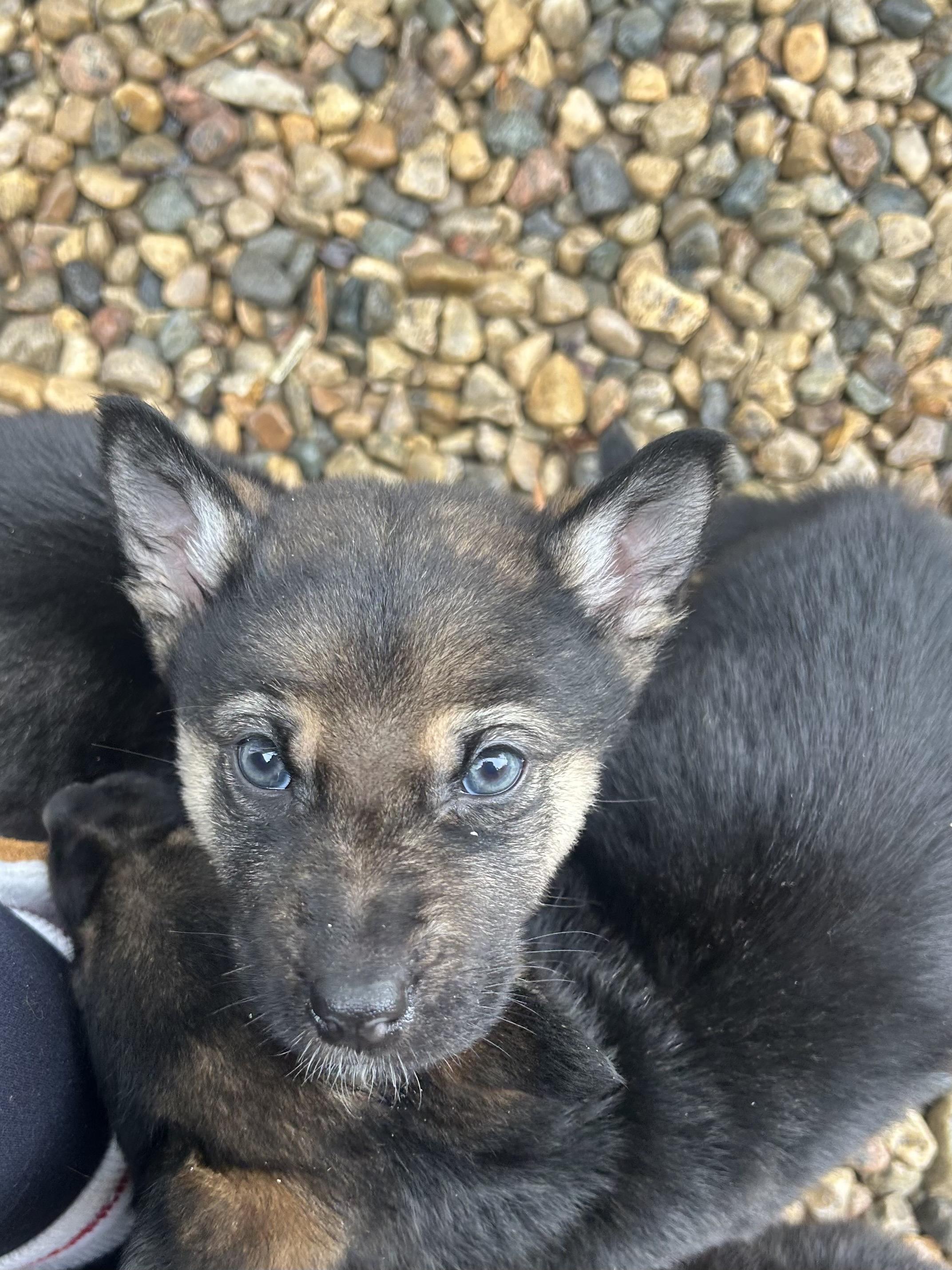 Enlarge Oaka, a ADOPTABLE mixed breed in Saskatoon, SK image 3/3