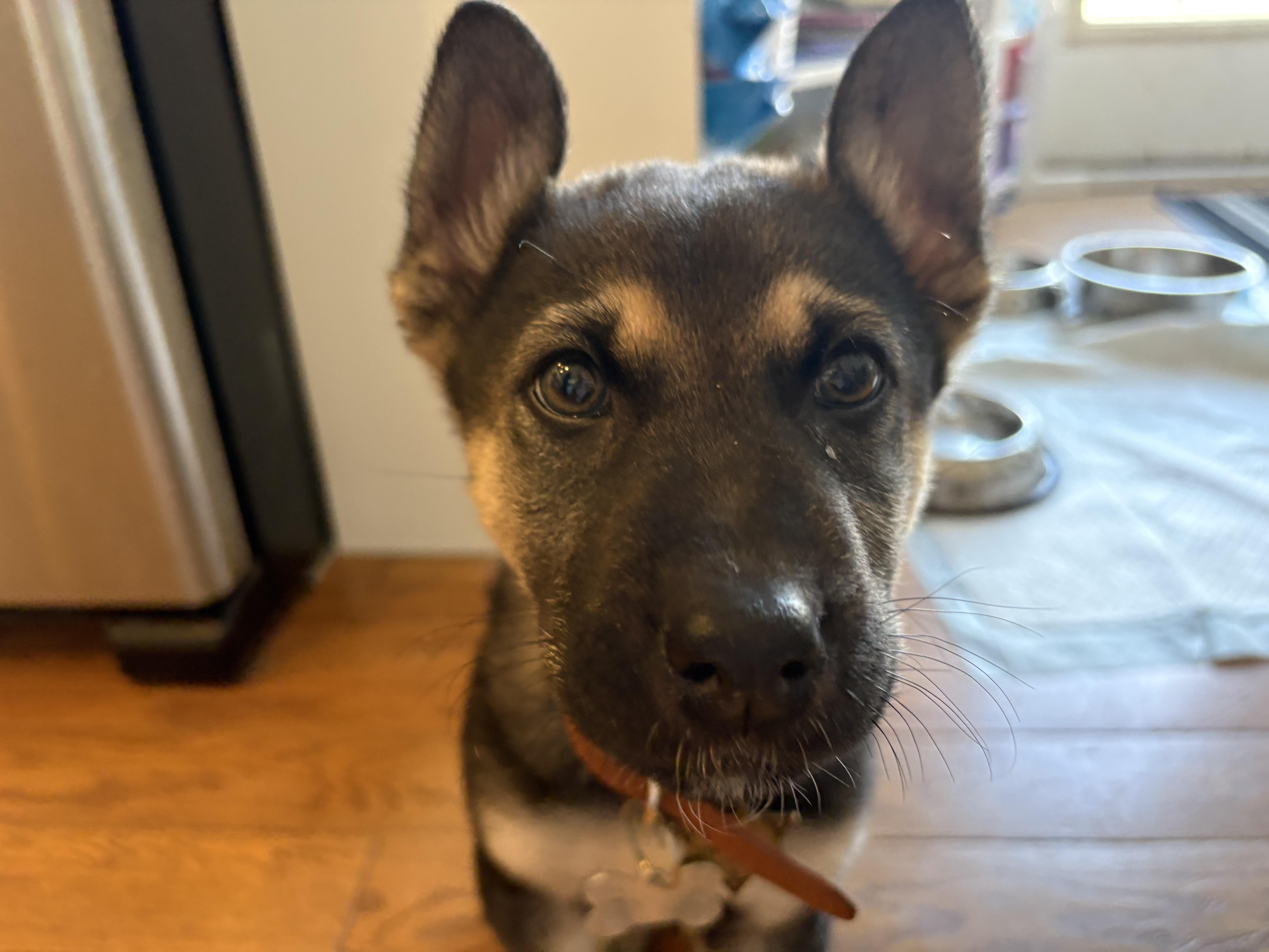 Enlarge Oaka, a ADOPTABLE mixed breed in Saskatoon, SK image 3/3