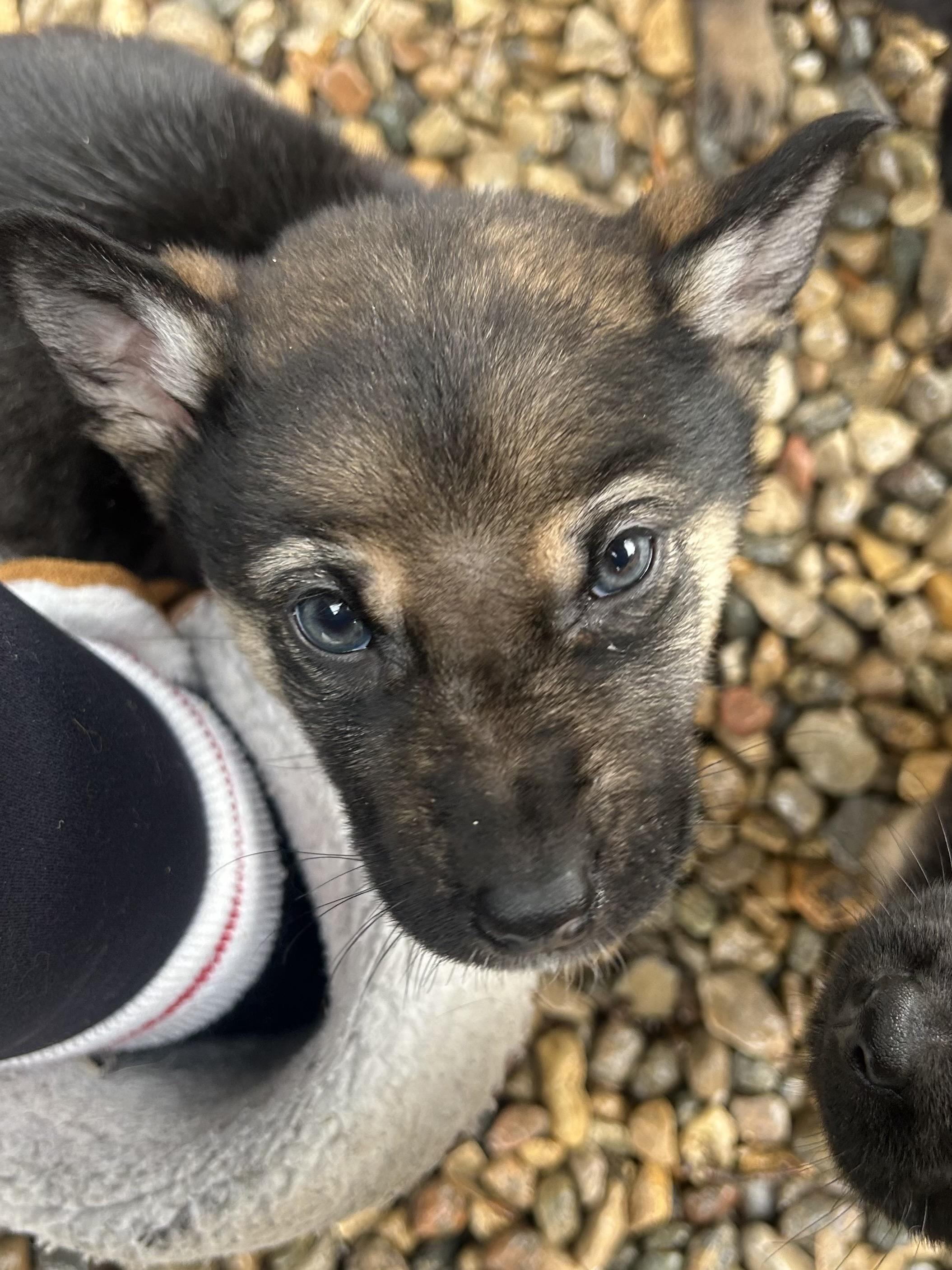 Oaka, ADOPTABLE, Puppy Male Mixed Breed.