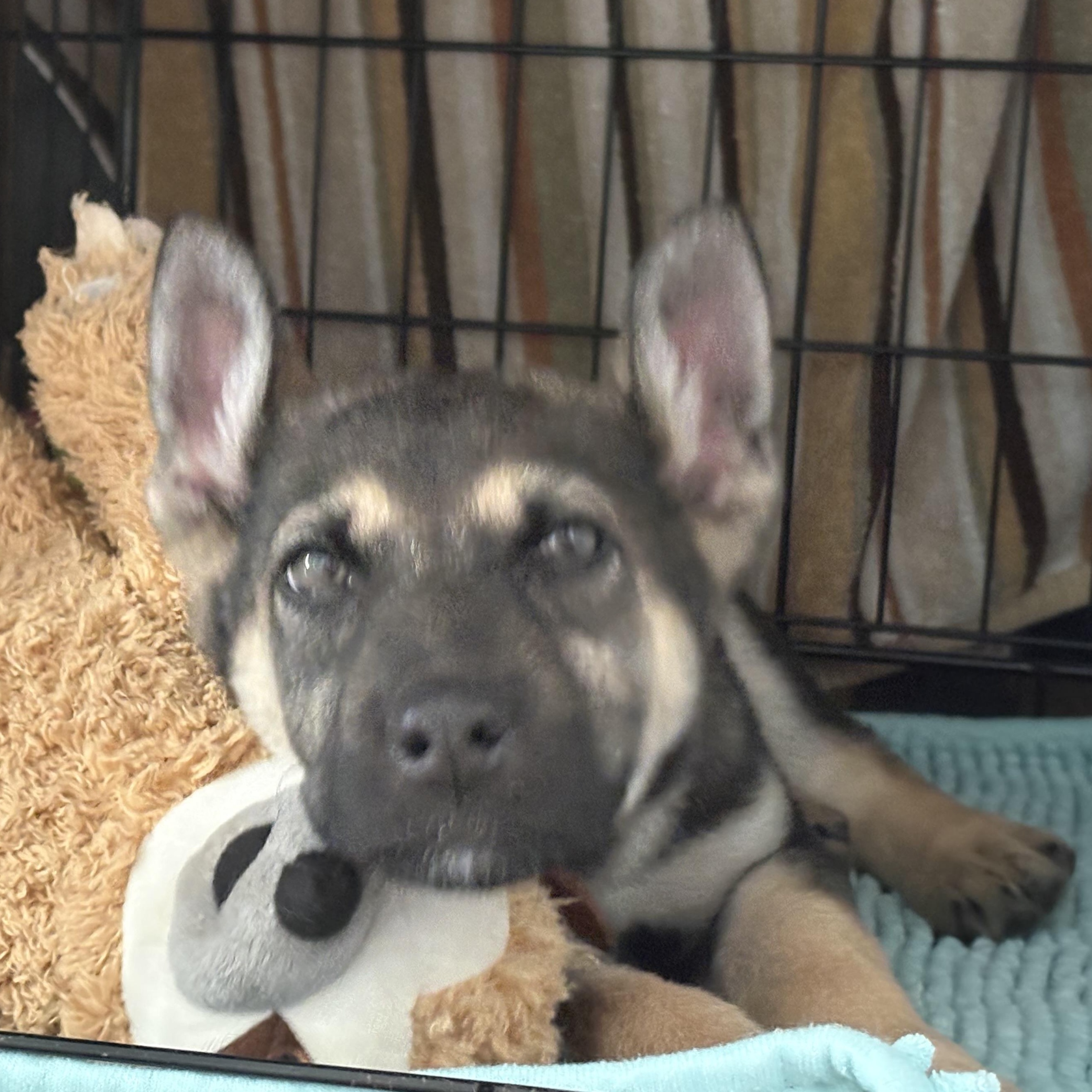 Oaka, ADOPTABLE, Puppy Male Mixed Breed.