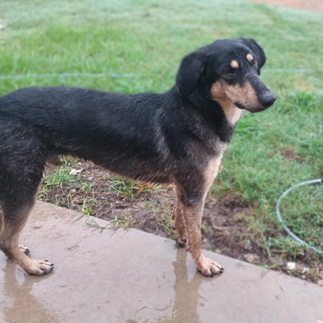 Ripp, Adoptable, Adult Male Black and Tan Coonhound & Shepherd.