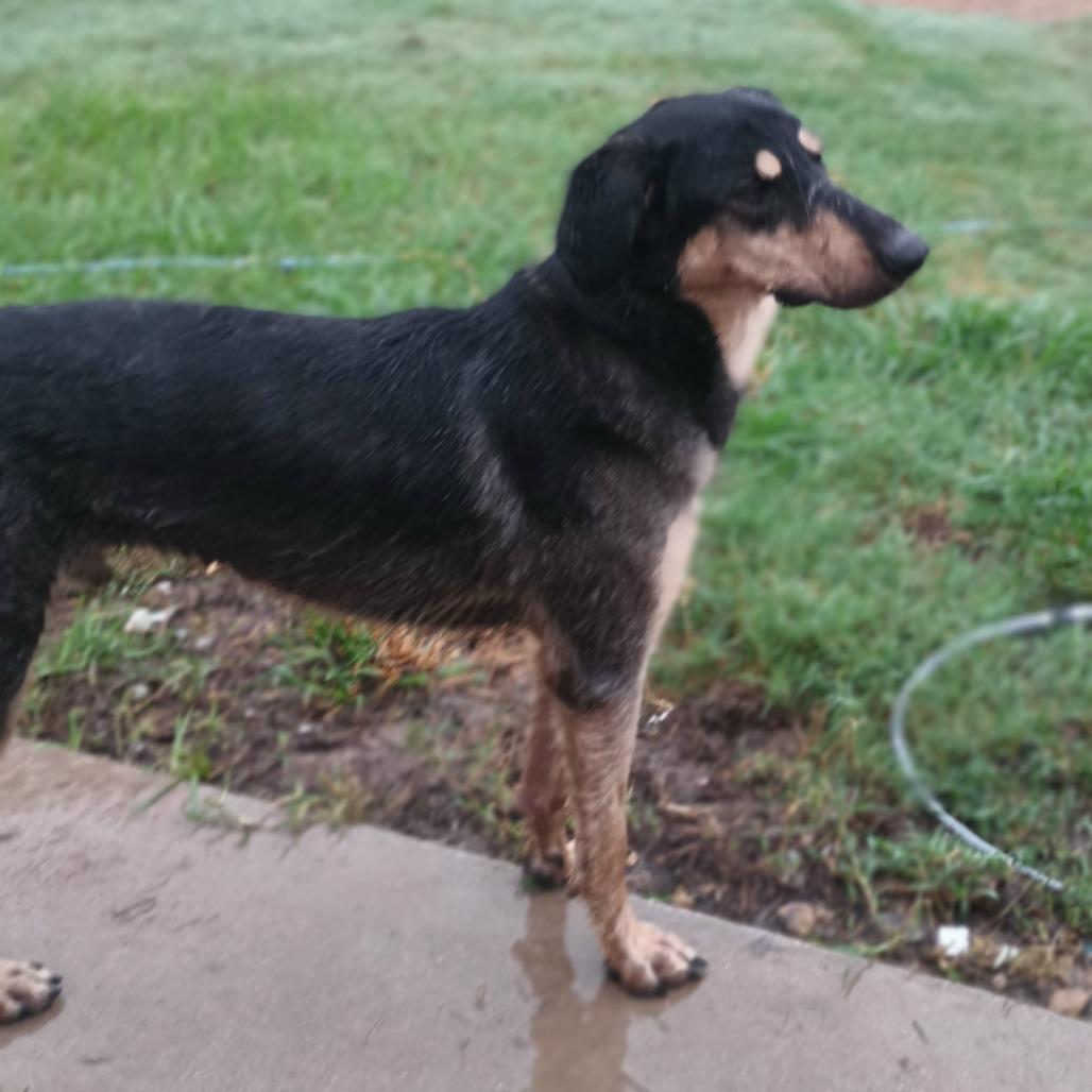 Enlarge Ripp, a Adoptable mixed breed in Weatherford, TX image 2/6