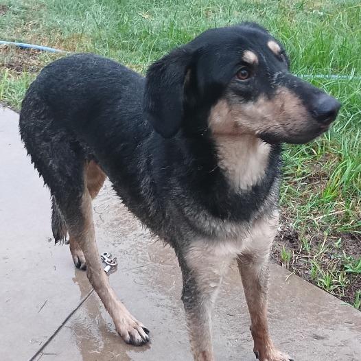Enlarge Ripp, a Adoptable mixed breed in Weatherford, TX image 3/6