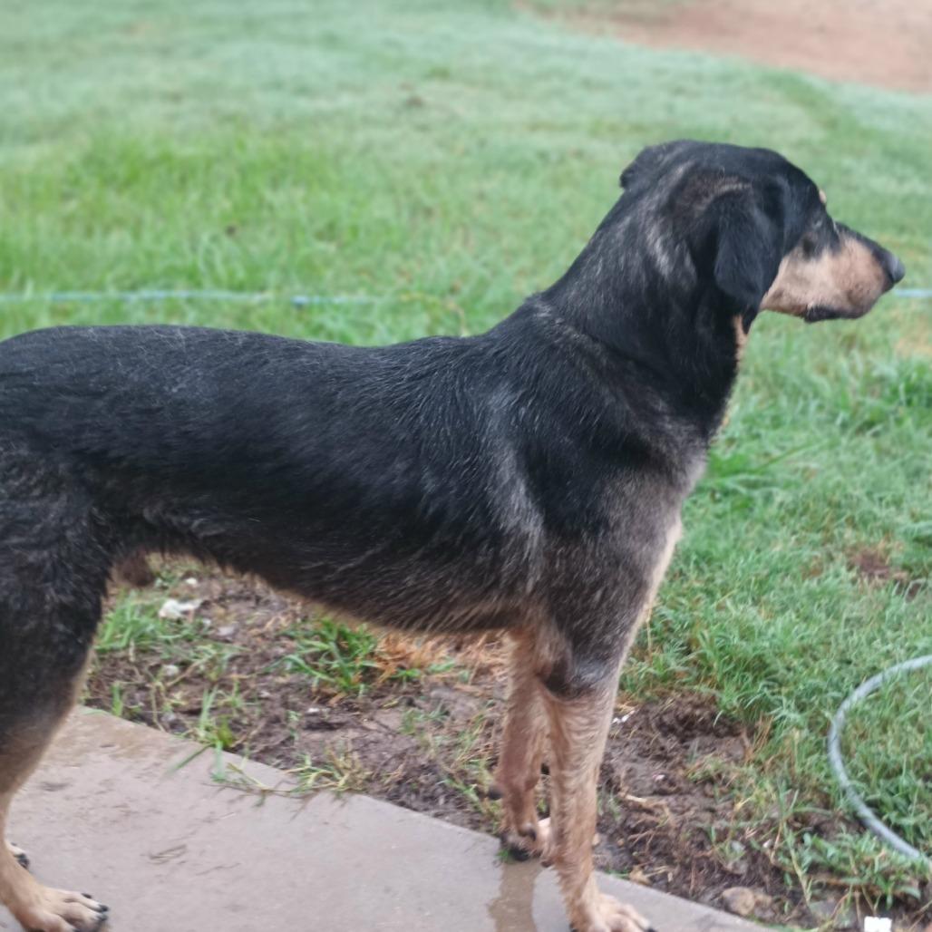Enlarge Ripp, a Adoptable mixed breed in Weatherford, TX image 3/6