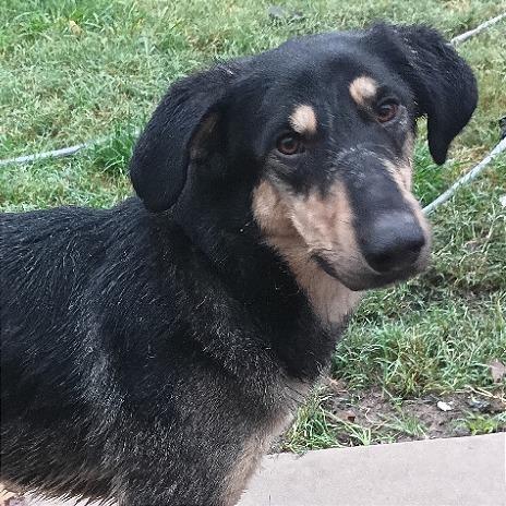 Enlarge Ripp, a Adoptable mixed breed in Weatherford, TX image 4/6