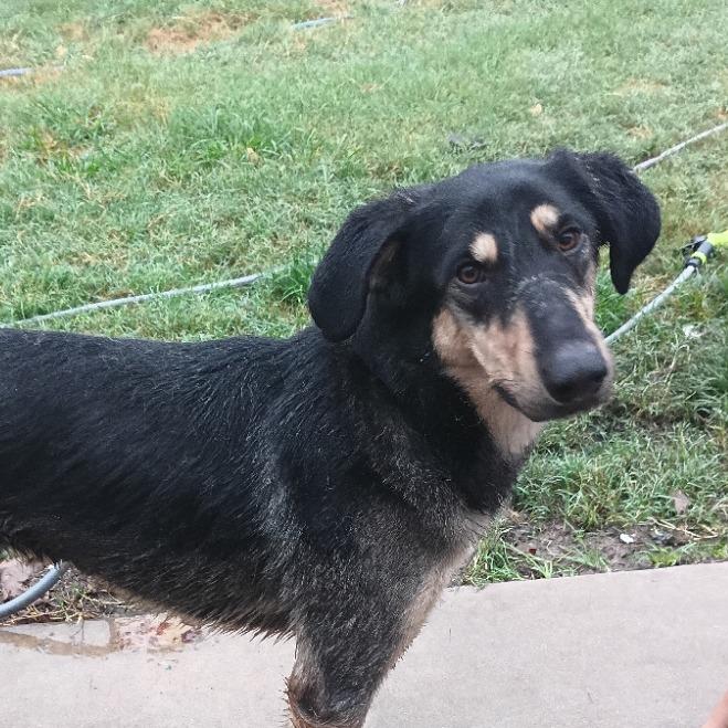 Enlarge Ripp, a Adoptable mixed breed in Weatherford, TX image 5/6