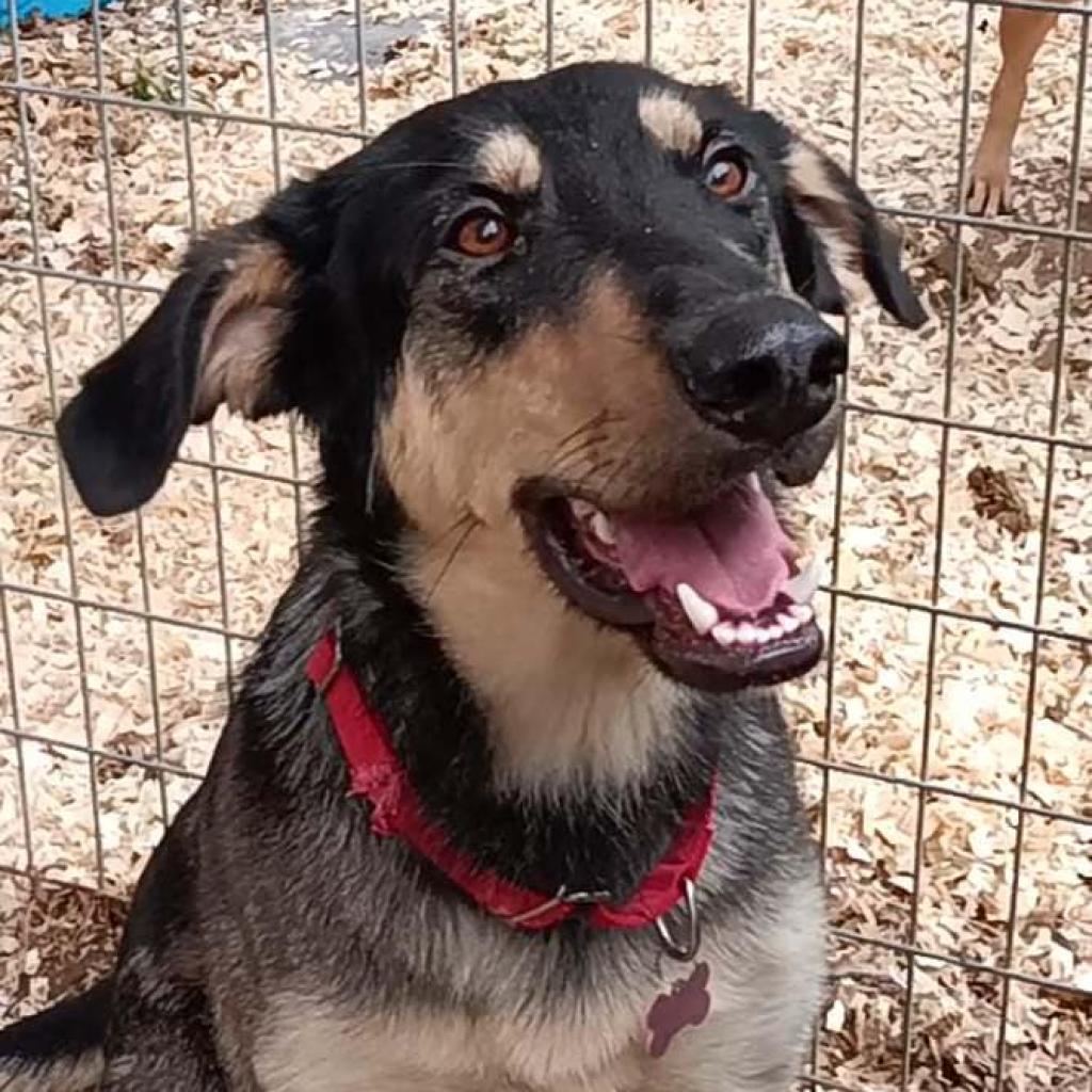 Enlarge Ripp, a Adoptable mixed breed in Weatherford, TX image 6/6