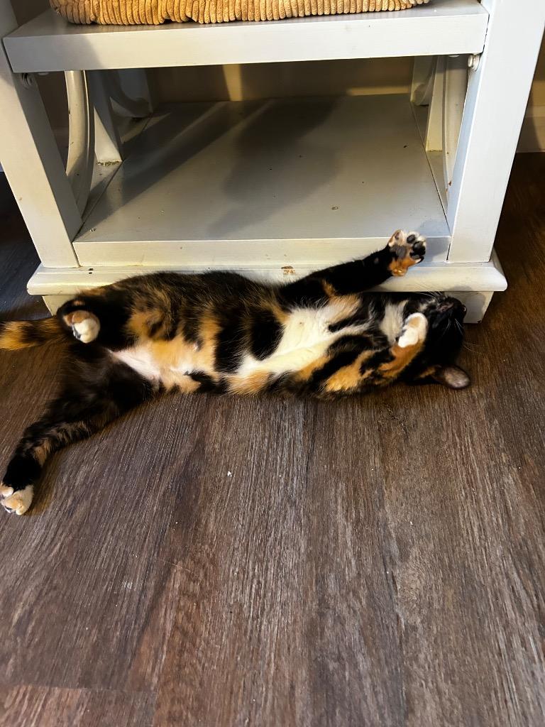 Jessie, Adoptable, Young Female Domestic Short Hair.