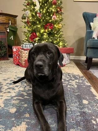 Magneto, Adoptable, Adult Male Retriever & Mixed Breed.