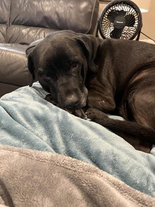 Magneto, Adoptable, Adult Male Retriever & Mixed Breed.