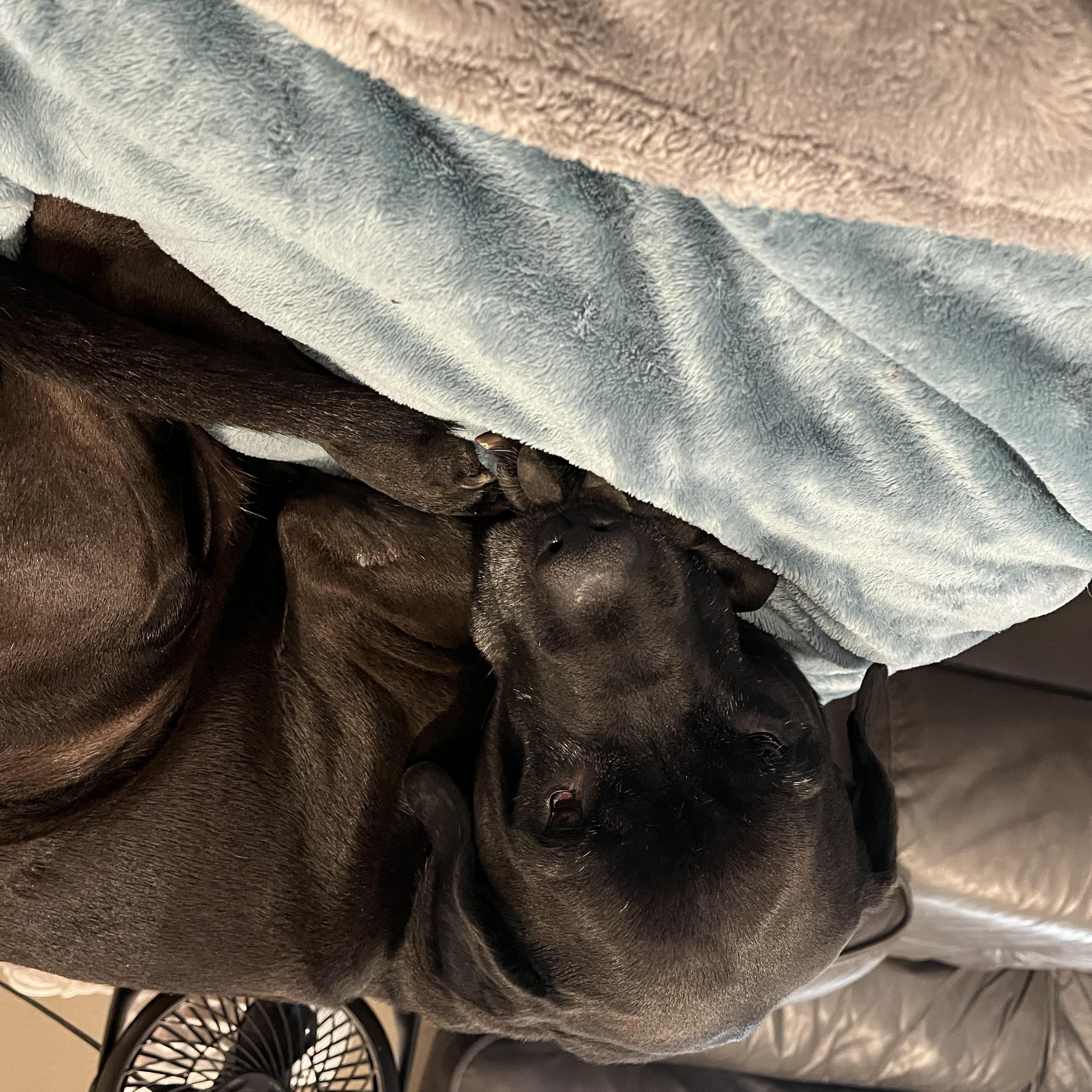 Magneto, an adoptable Retriever, Mixed Breed in Fort Worth, TX, 76102 | Photo Image 5