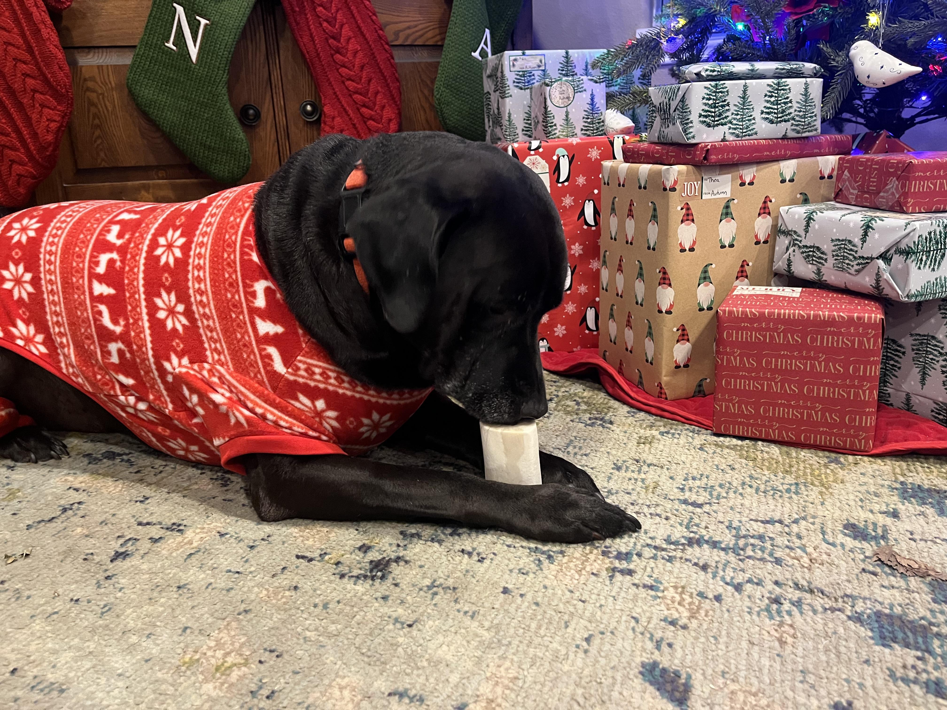 Magneto, an adoptable Retriever, Mixed Breed in Fort Worth, TX, 76102 | Photo Image 6