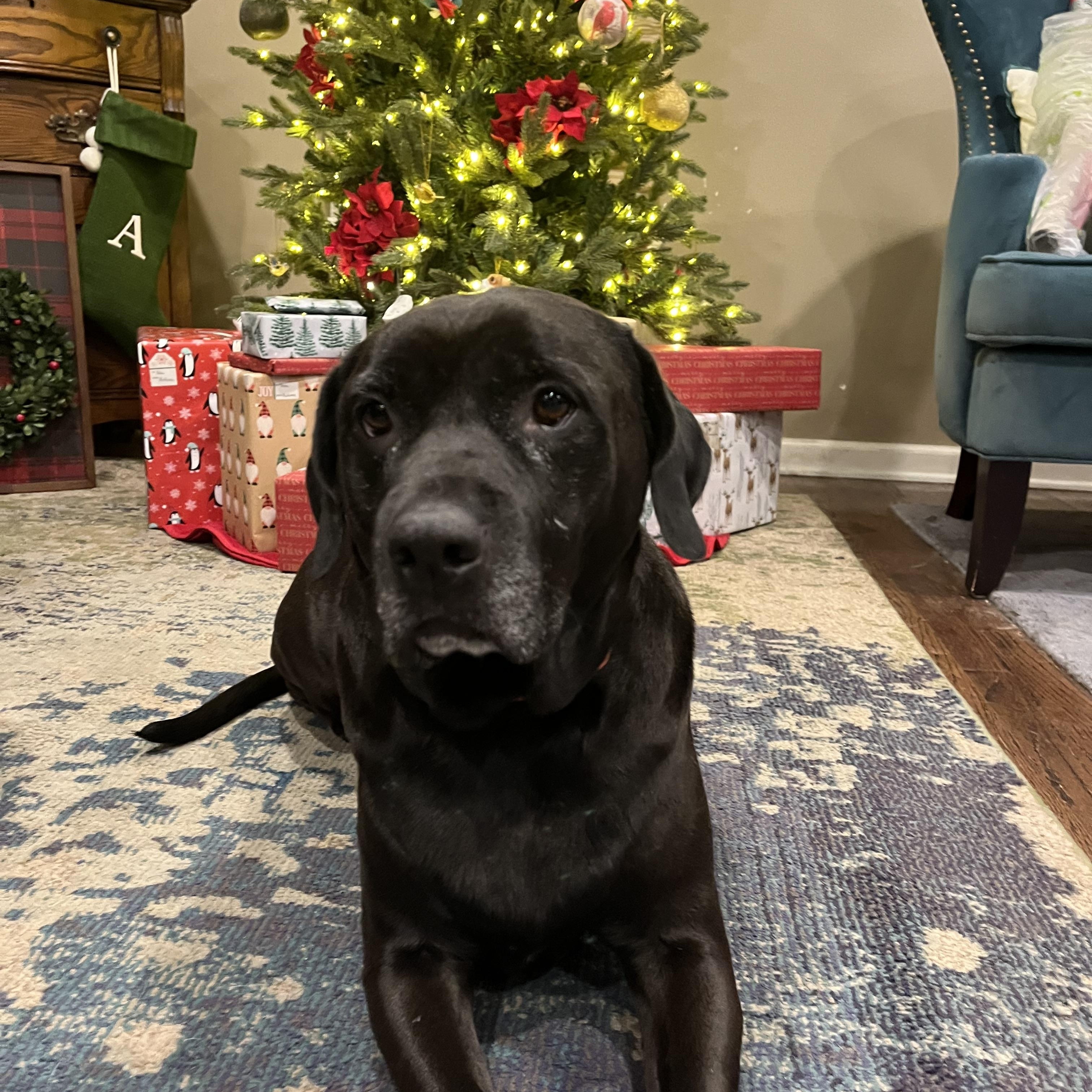 Magneto, an adoptable Retriever, Mixed Breed in Fort Worth, TX, 76102 | Photo Image 1