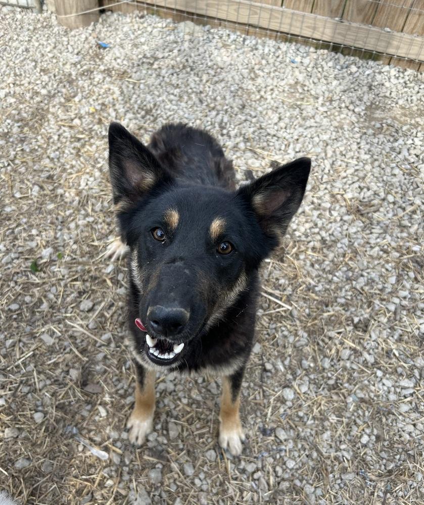 S’mores, a Adoptable Shepherd in Brownstown, IN image 2/2