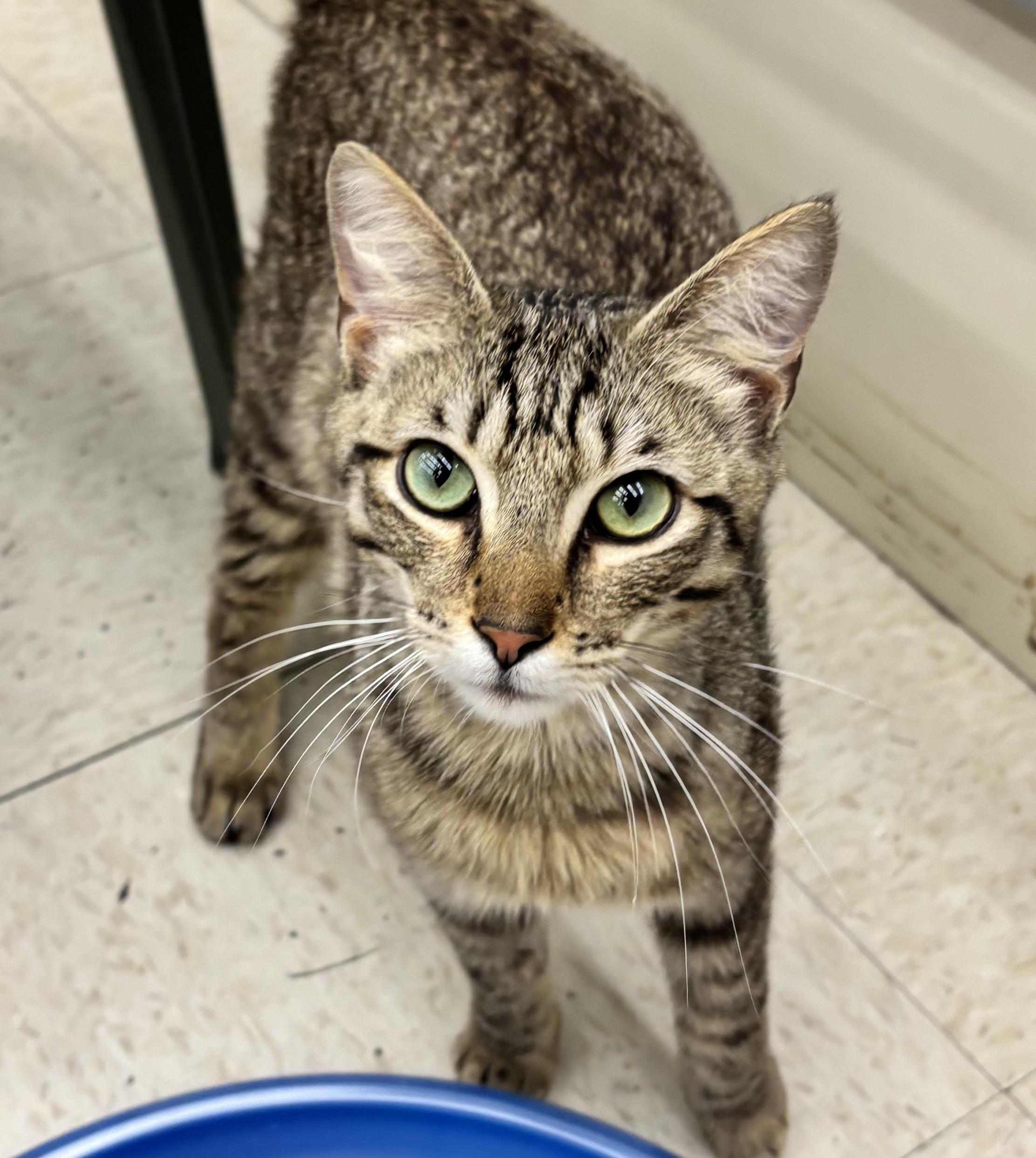 Enlarge Fire, a ADOPTABLE Domestic Short Hair in Warren, OH image 2/2
