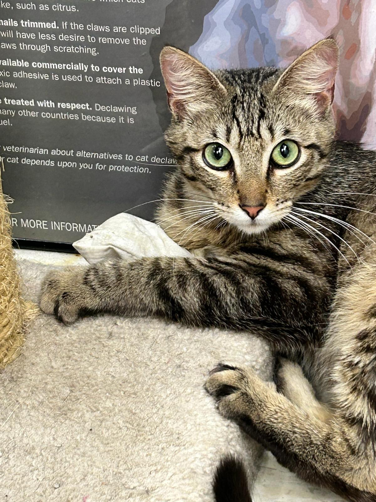 Fire, ADOPTABLE, Young Male Domestic Short Hair.