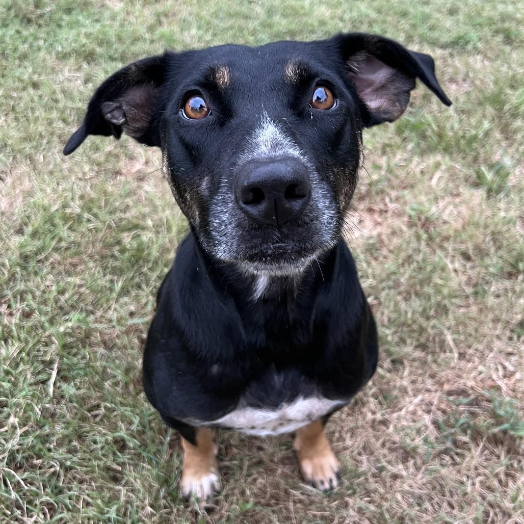 Enlarge Rory, a Adoptable mixed breed in Stillwater, OK image 1/1