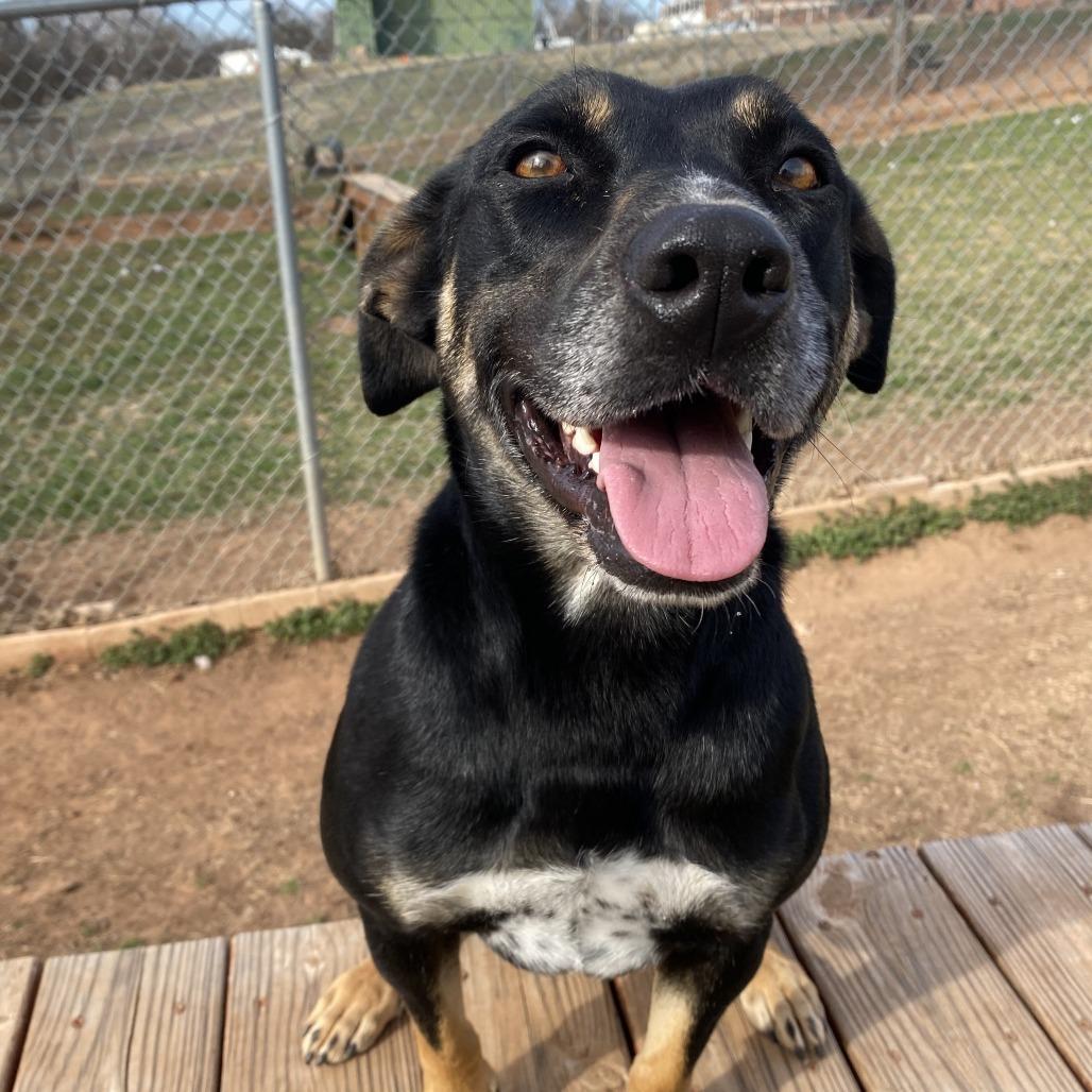 Enlarge Rory, a Adoptable mixed breed in Stillwater, OK image 2/4