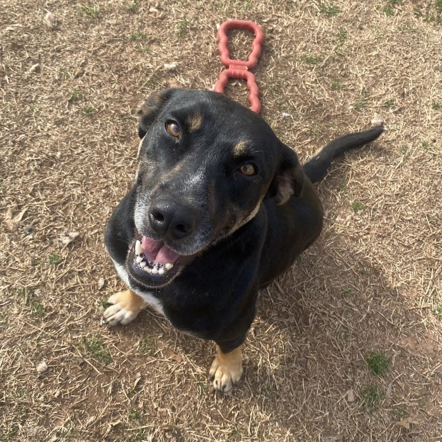 Enlarge Rory, a Adoptable mixed breed in Stillwater, OK image 3/4