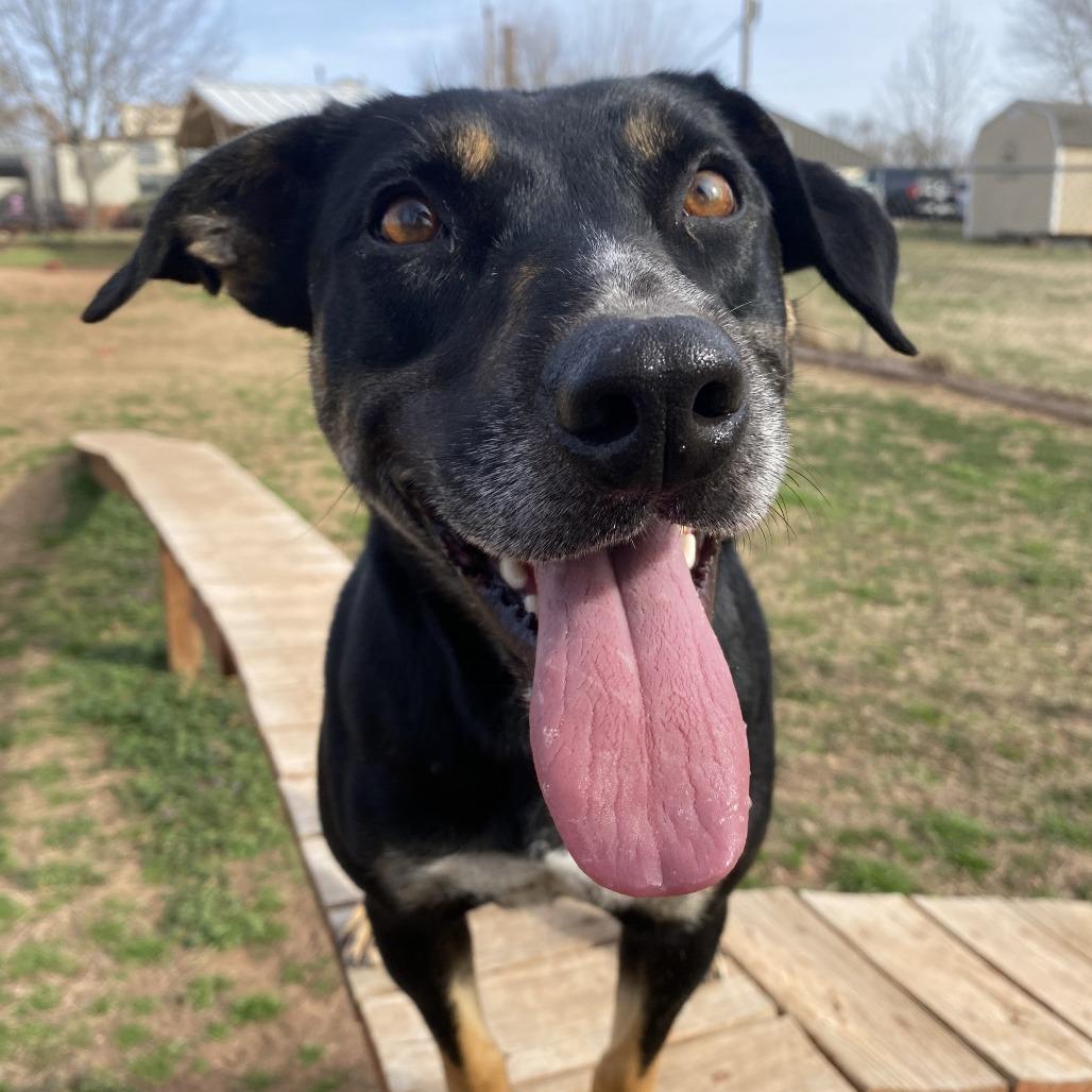 Enlarge Rory, a Adoptable mixed breed in Stillwater, OK image 4/4