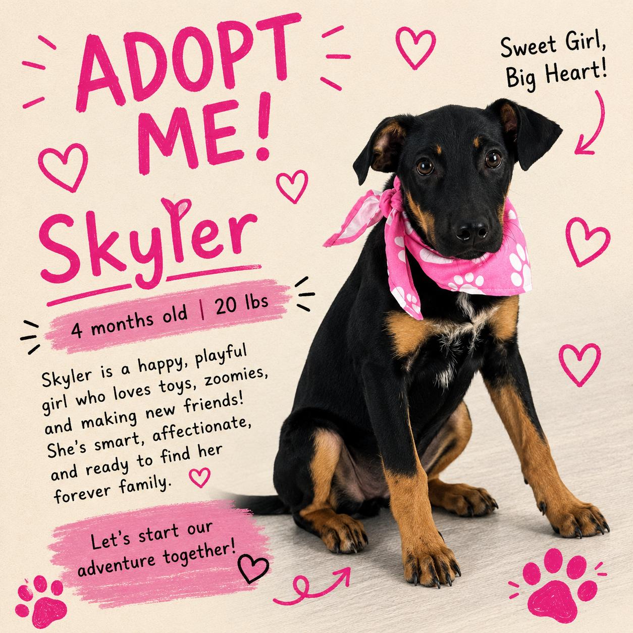 Skyler - Local October 9-11, Adoptable, Young Female Australian Cattle Dog / Blue Heeler.