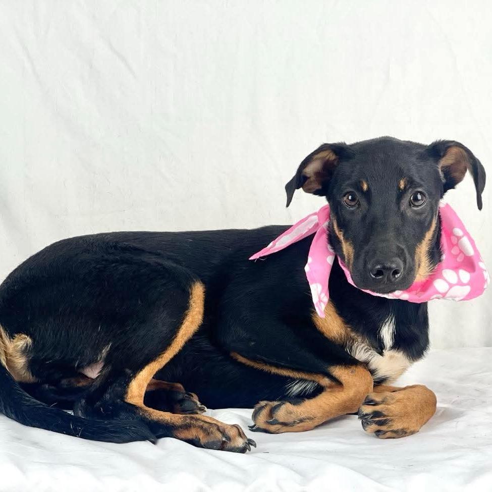 Enlarge Skyler - Local October 9-11, a Adoptable mixed breed in Hillsboro, OR image 3/4