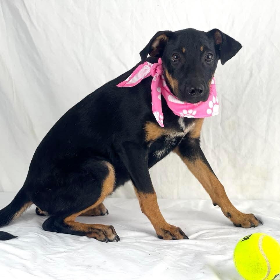 Enlarge Skyler - Local October 9-11, a Adoptable mixed breed in Hillsboro, OR image 2/4
