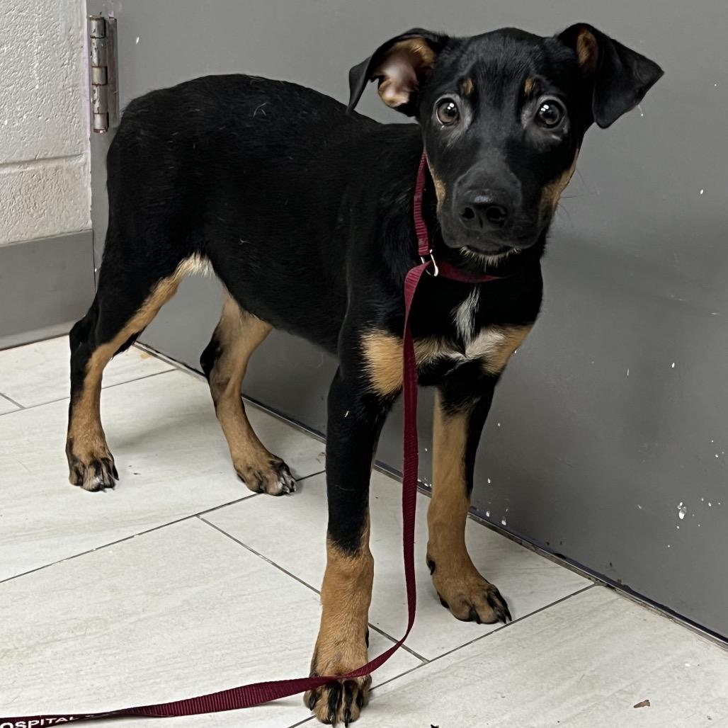 Enlarge Skyler - Local October 9-11, a Adoptable mixed breed in Hillsboro, OR image 4/4