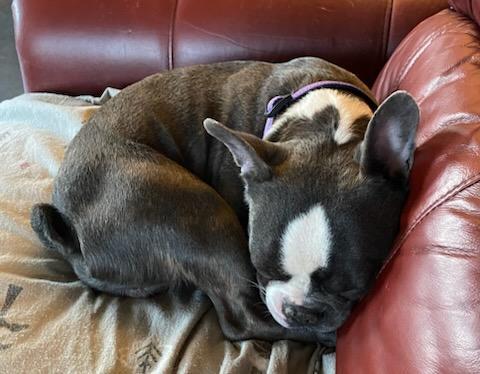 Cocoa Bean thumbnail 2