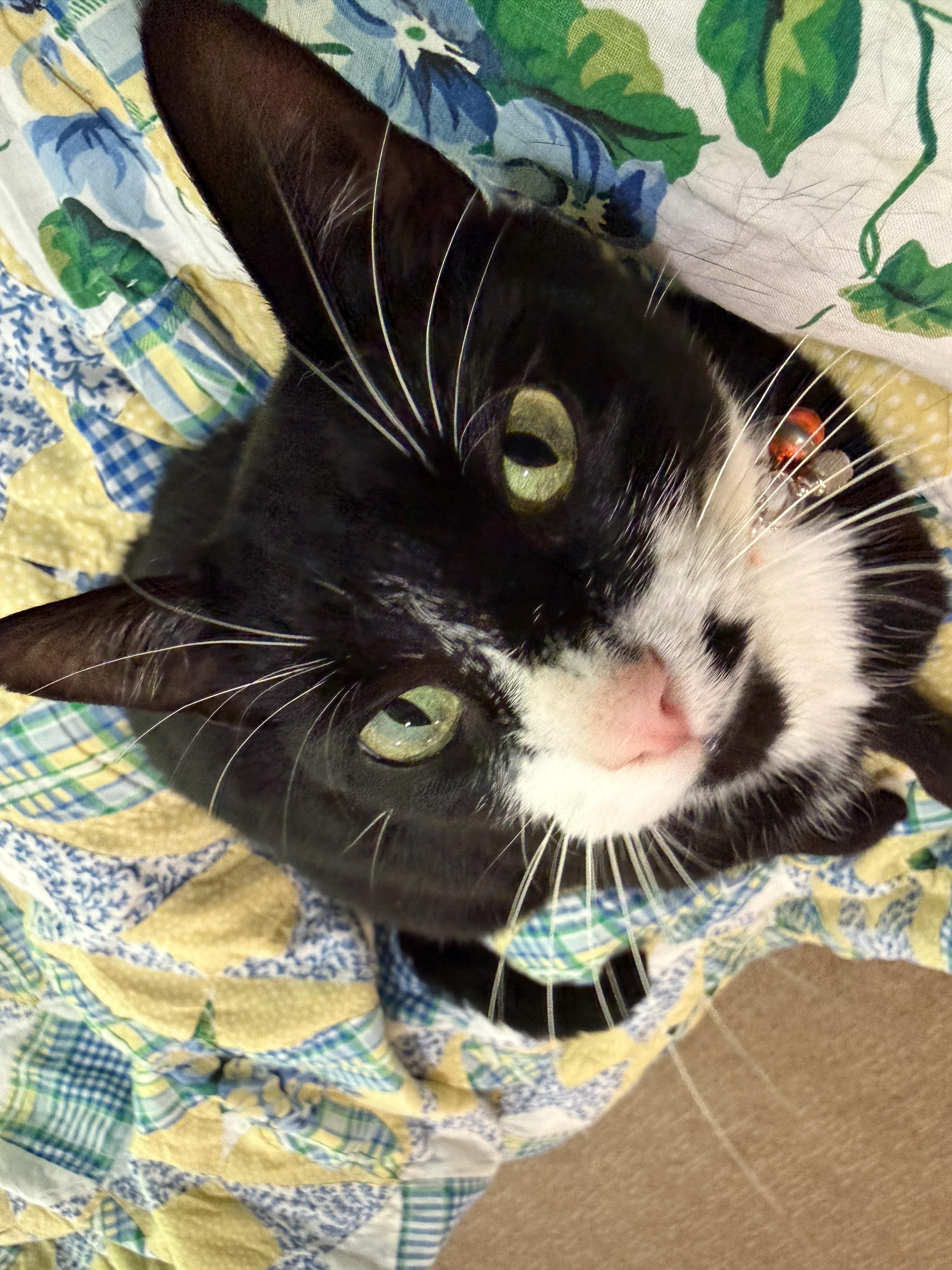 Loretta-Looking for a Snuggle Buddy, an adopted Domestic Short Hair in Bristow, VA image 5/6