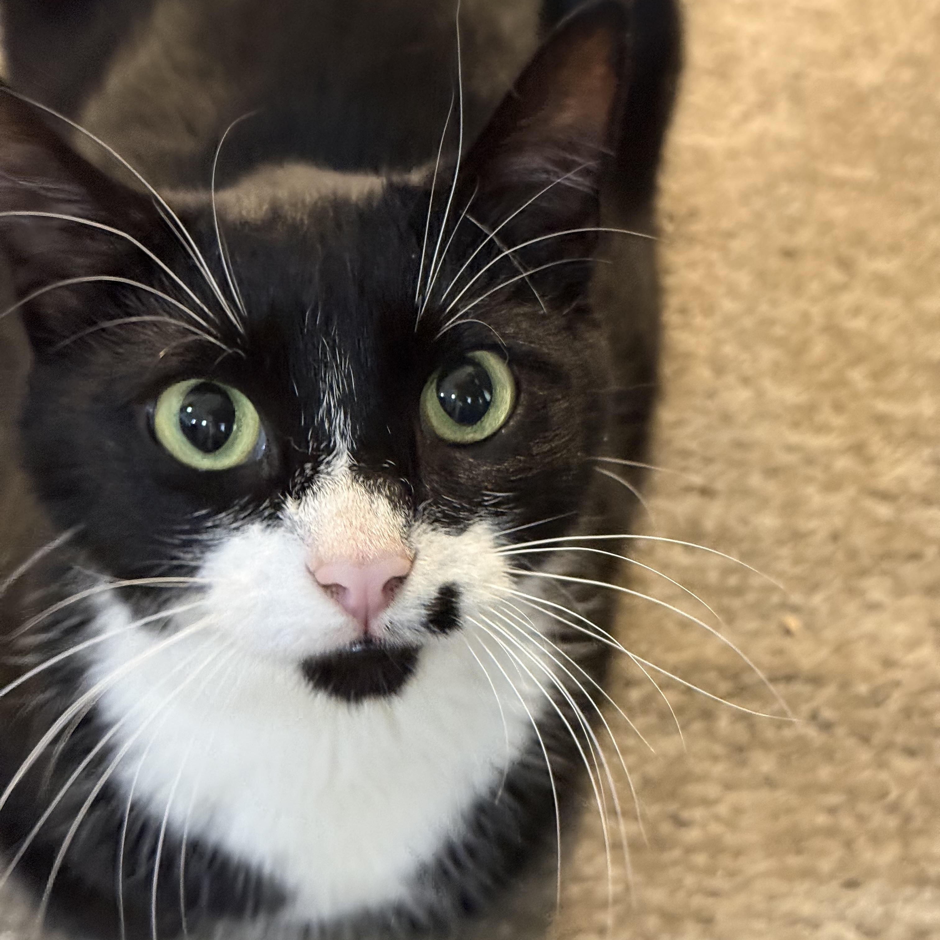 Loretta-Looking for a Snuggle Buddy, an adopted Domestic Short Hair in Bristow, VA image 6/6