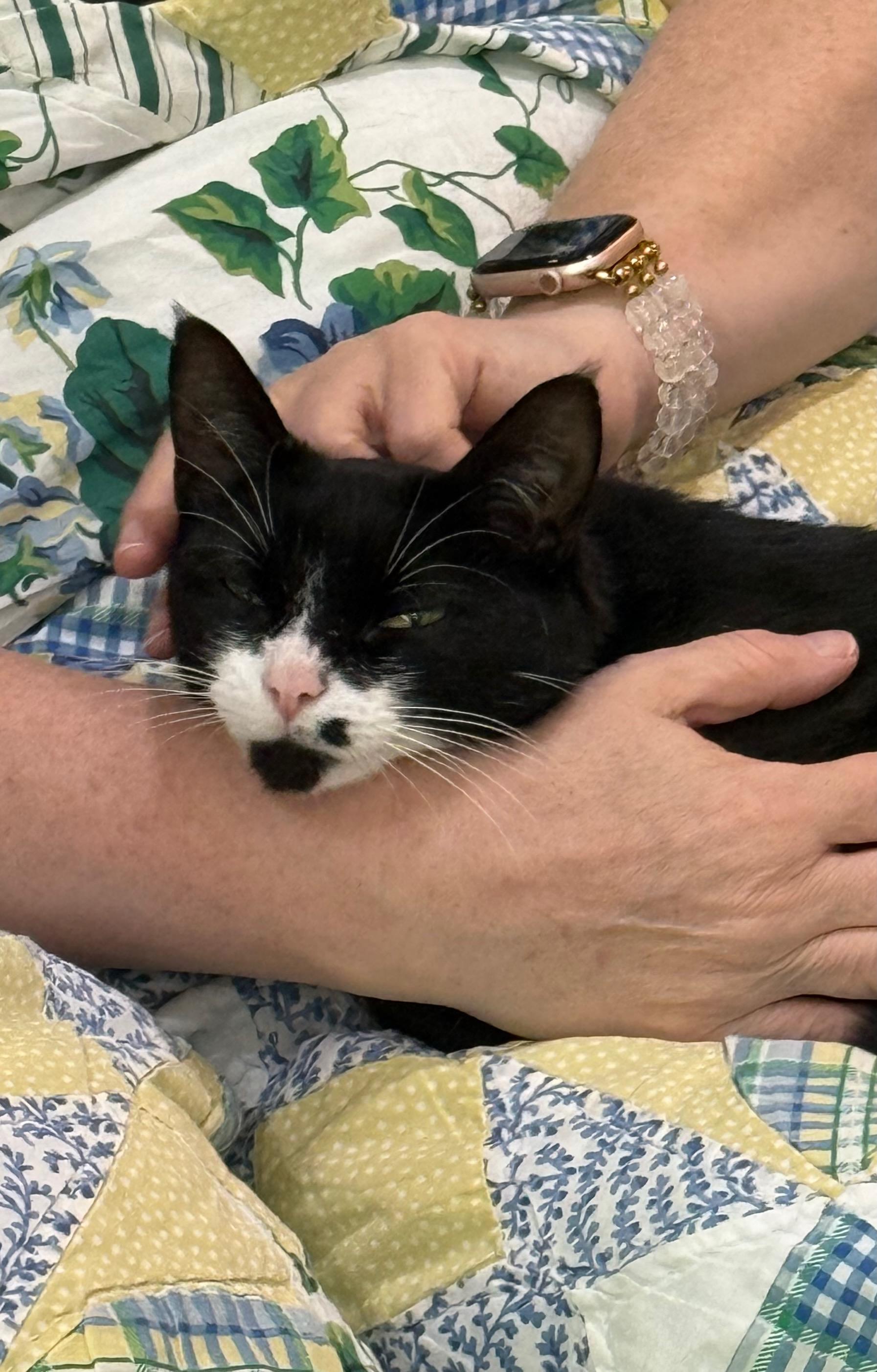 Loretta-Looking for a Snuggle Buddy, an adopted Domestic Short Hair in Bristow, VA image 2/6
