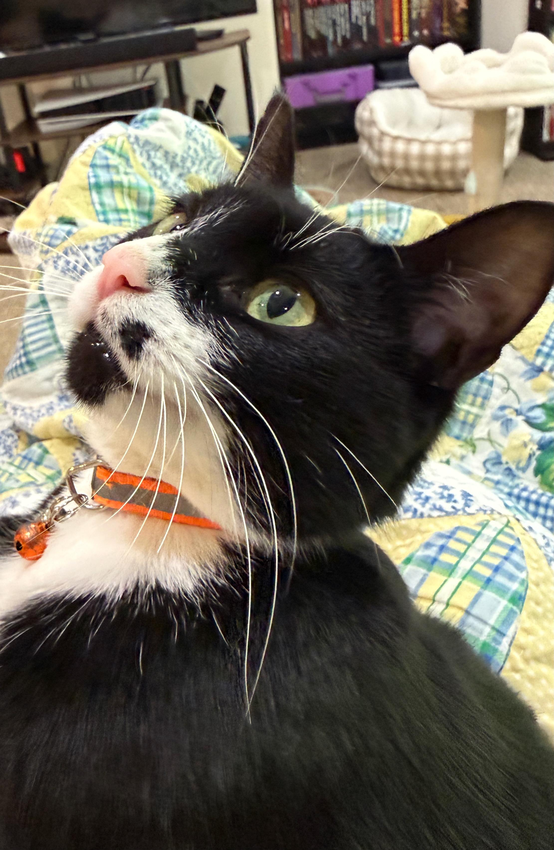 Loretta-Looking for a Snuggle Buddy, an adopted Domestic Short Hair in Bristow, VA image 3/6