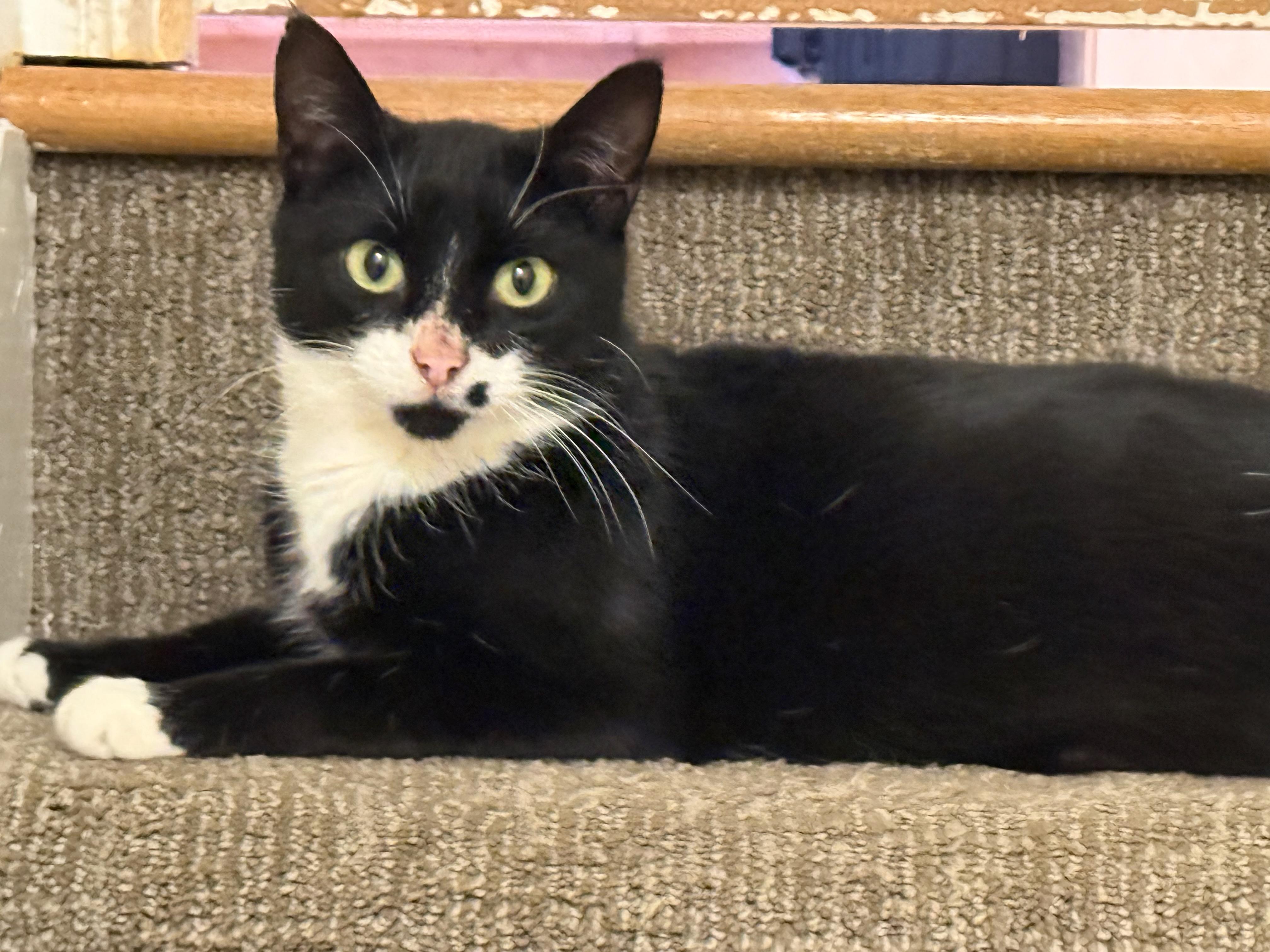 Loretta-Looking for a Snuggle Buddy, adopted, Young Female Domestic Short Hair.