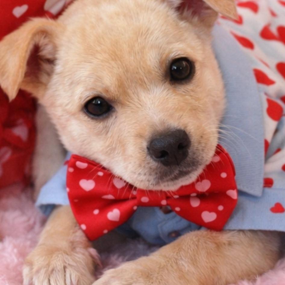 ChiChi, Adoptable, Puppy Male Yellow Labrador Retriever.