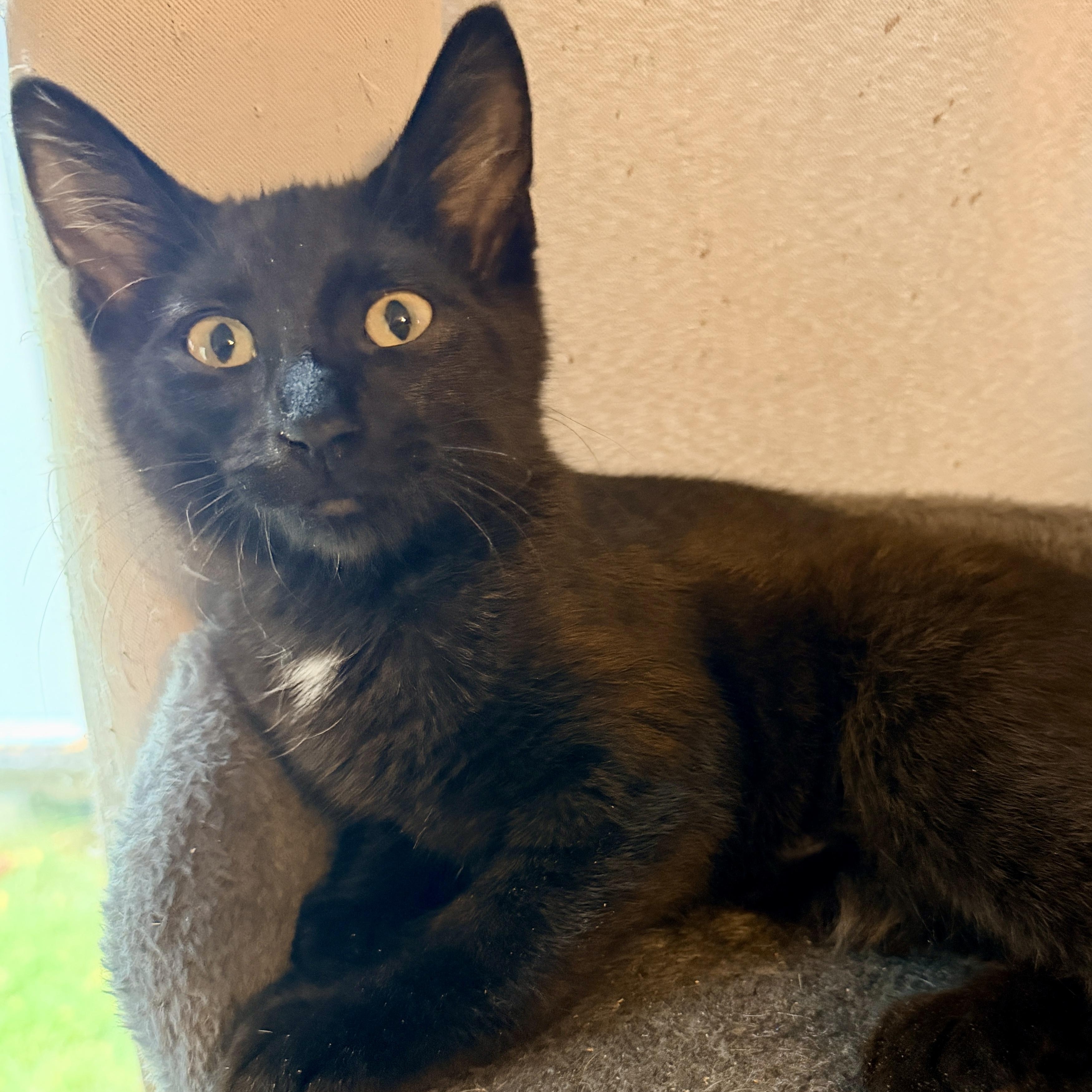 Enlarge Entei, a Adoptable Domestic Short Hair in Syracuse, NY image 5/6