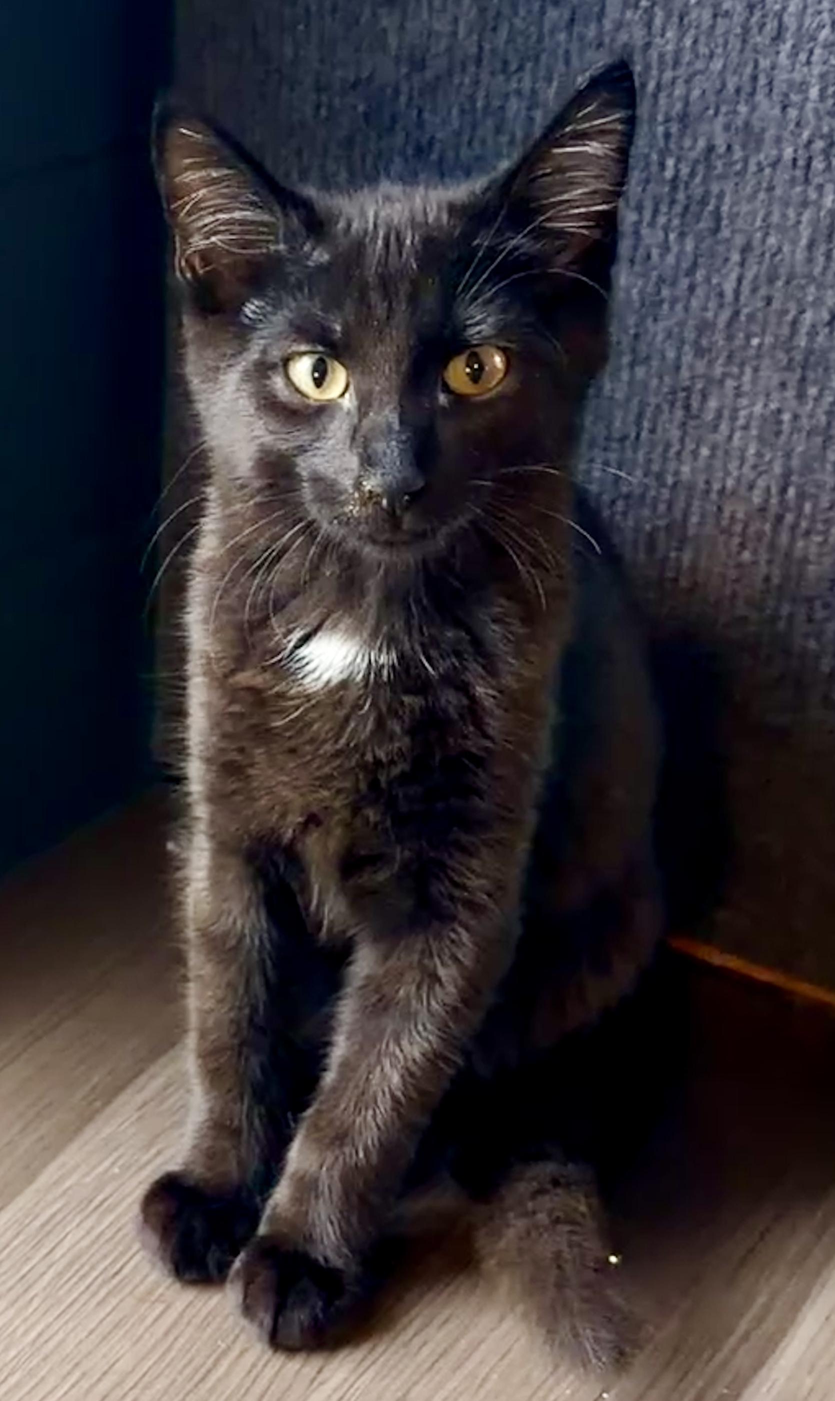 Enlarge Entei, a Adoptable Domestic Short Hair in Syracuse, NY image 4/6